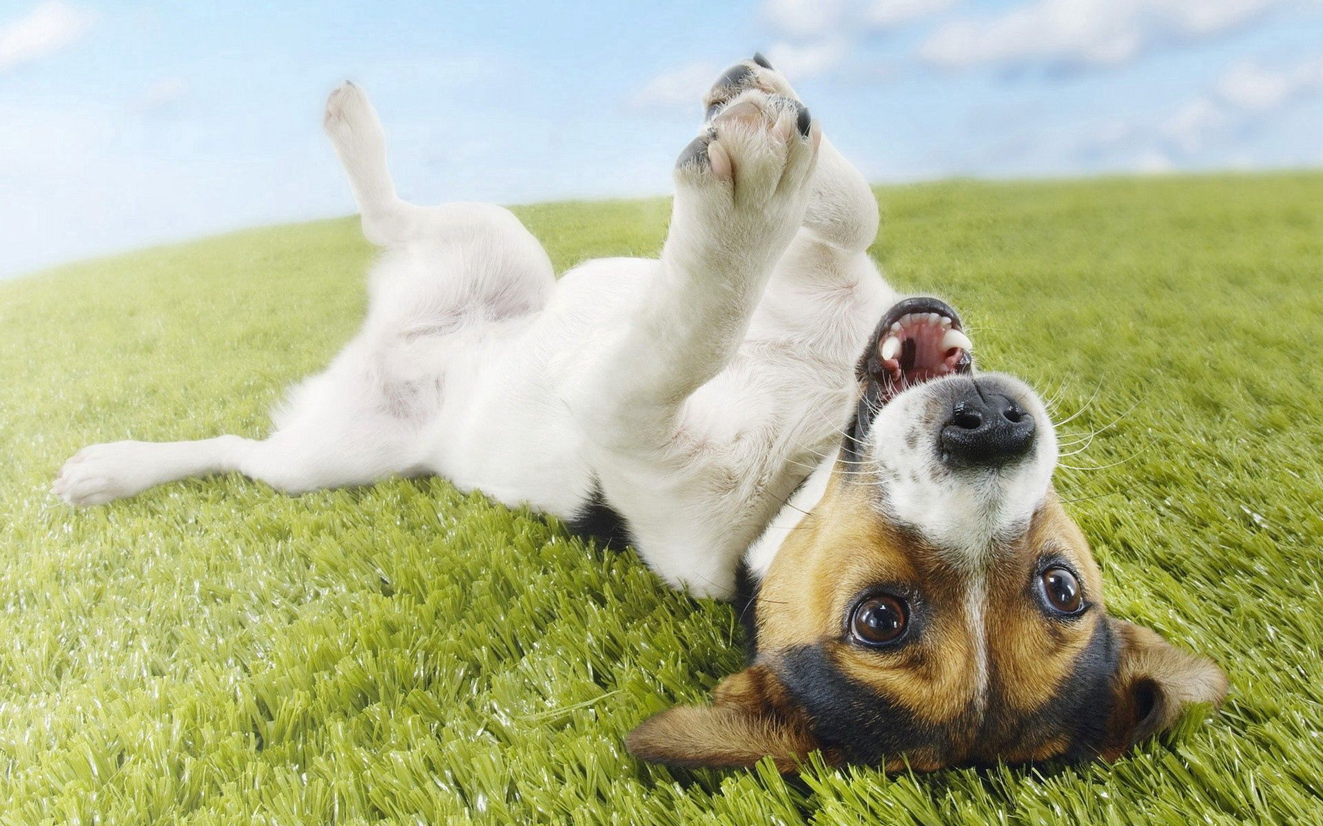 Free download wallpaper Grass, To Lie Down, Lie, Puppy, Animals, Playful on your PC desktop
