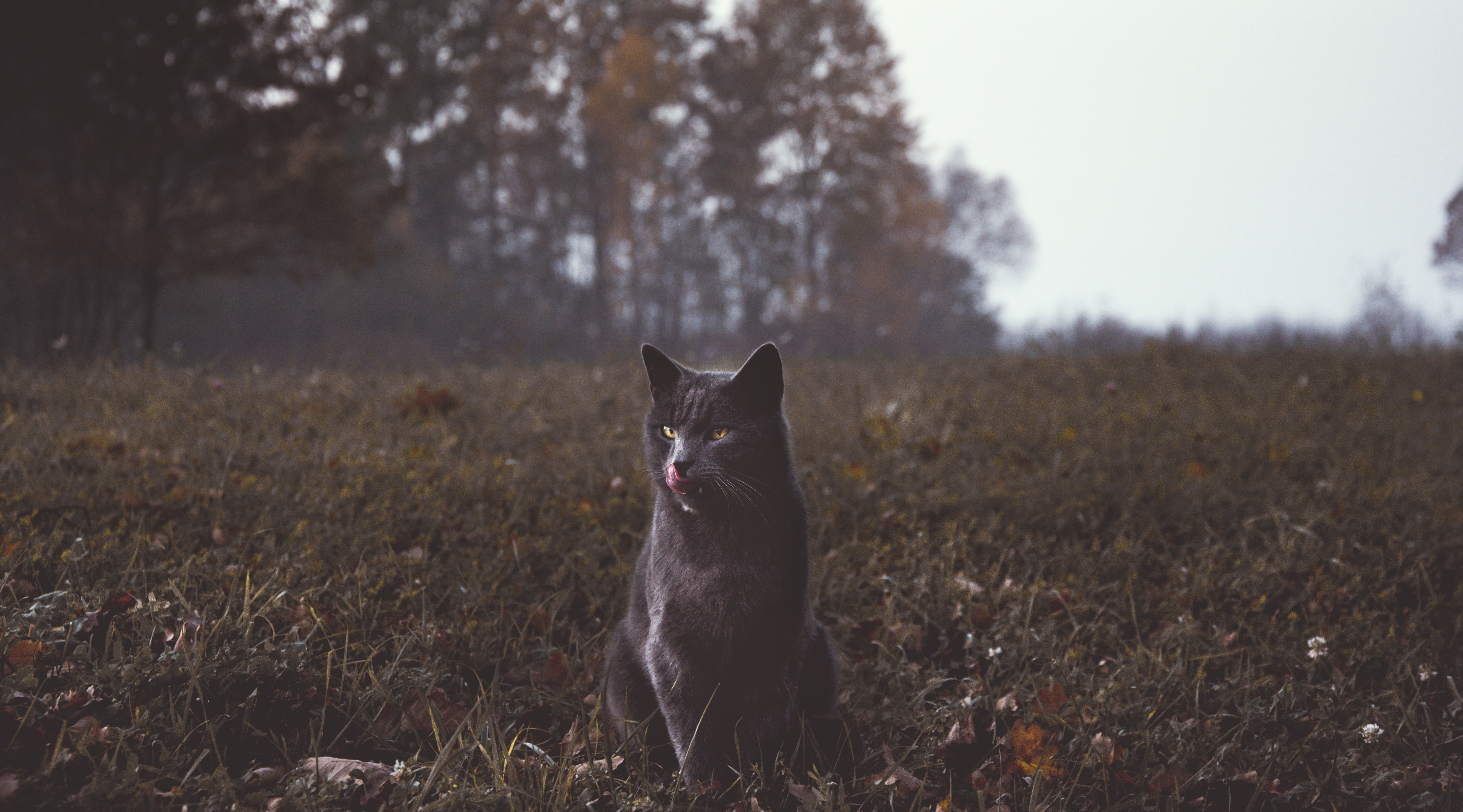 Download mobile wallpaper Grass, Animals, Stroll, Grey, Cat for free.