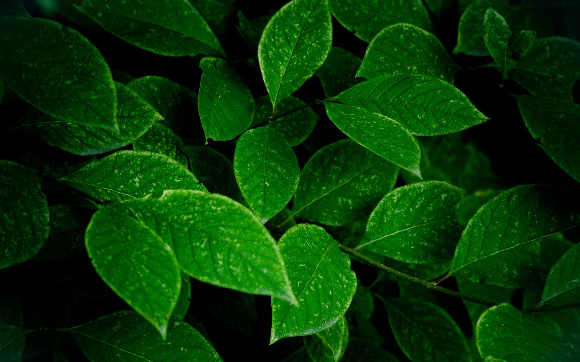 Laden Sie das Blätter, Pflanzen-Bild kostenlos auf Ihren PC-Desktop herunter