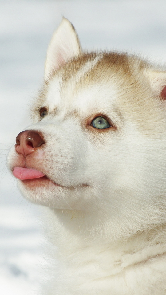 Download mobile wallpaper Husky, Dogs, Dog, Animal for free.