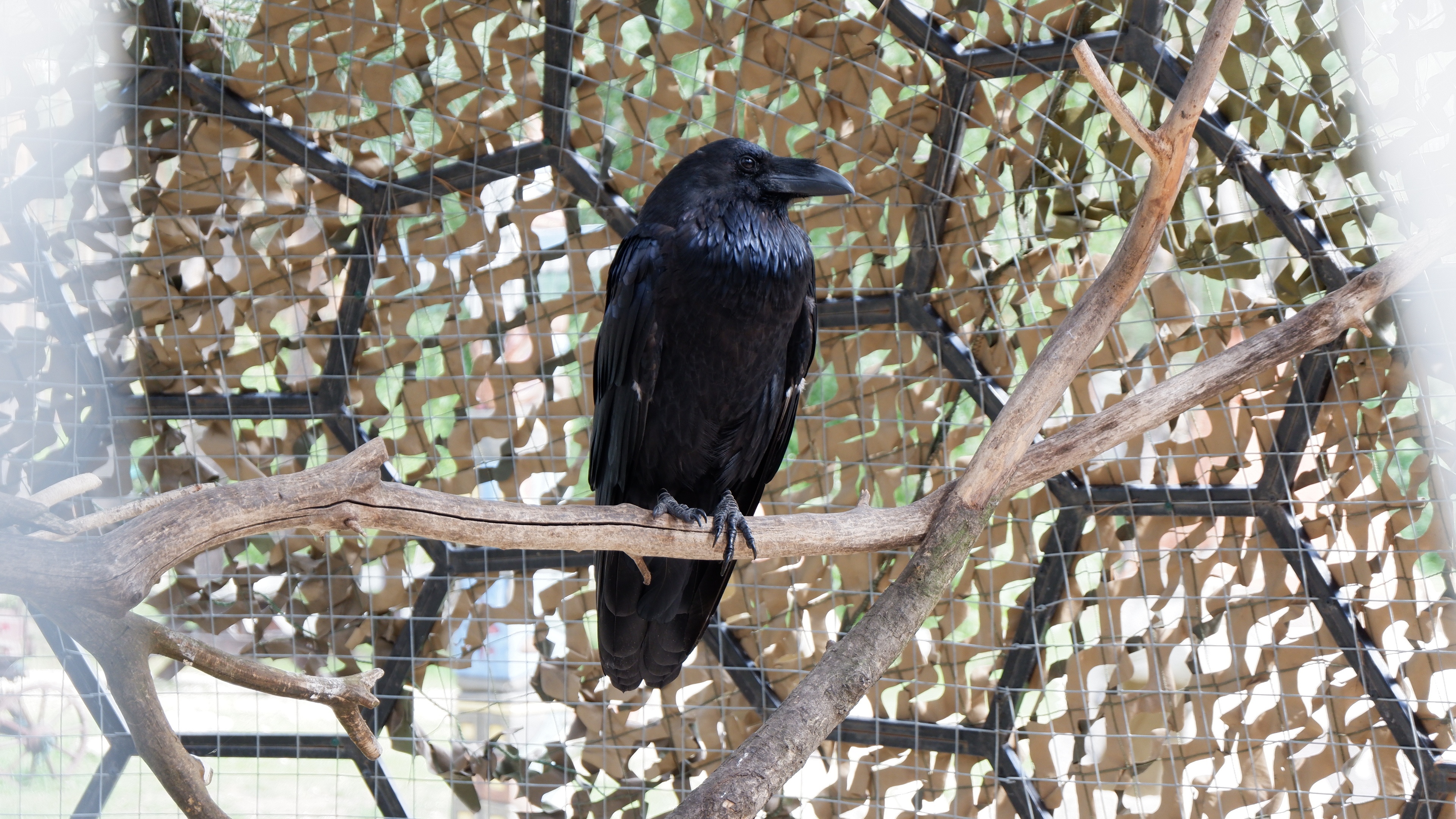 無料モバイル壁紙動物, 鳥, カラスをダウンロードします。