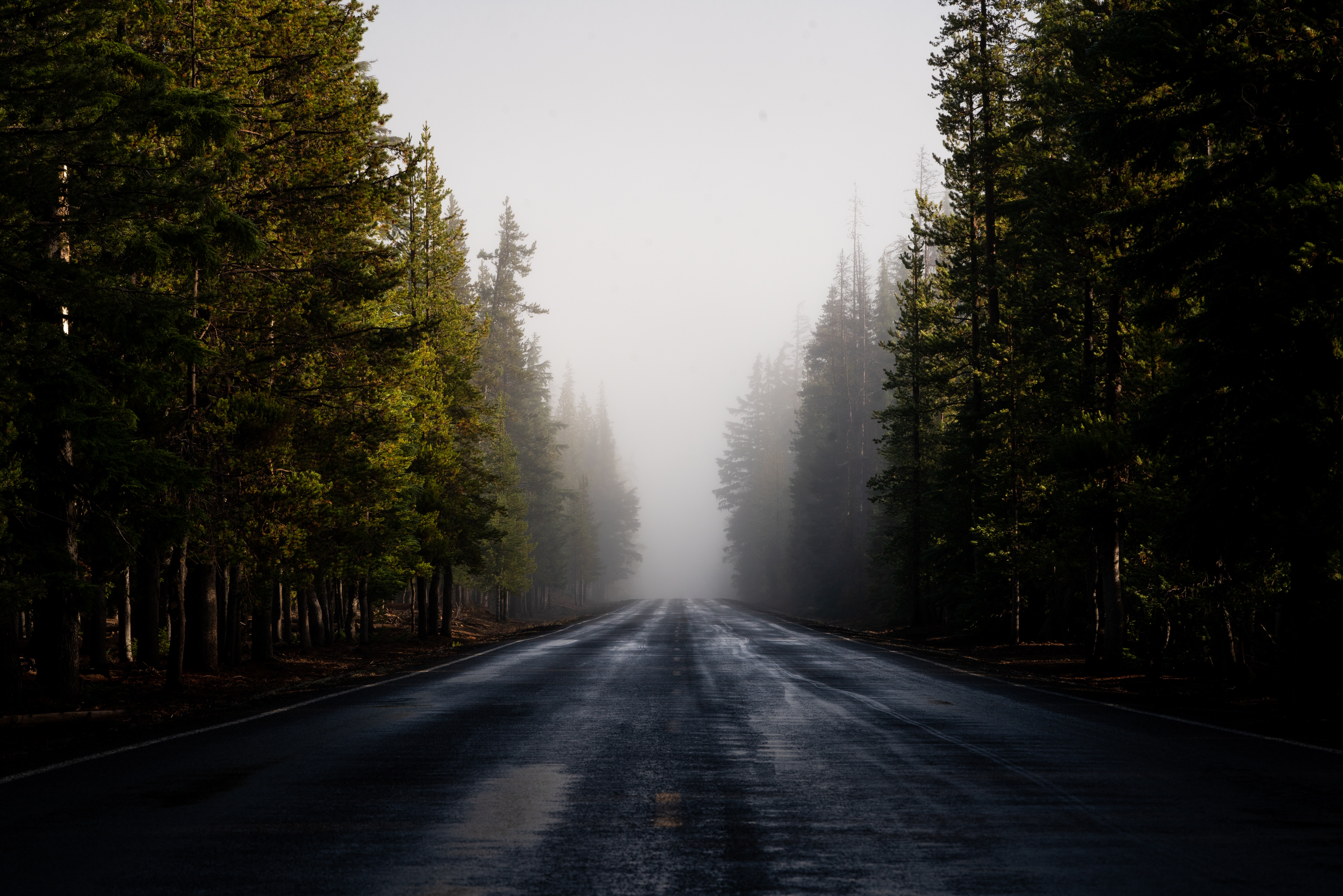 road, nature, trees, forest, fog, asphalt