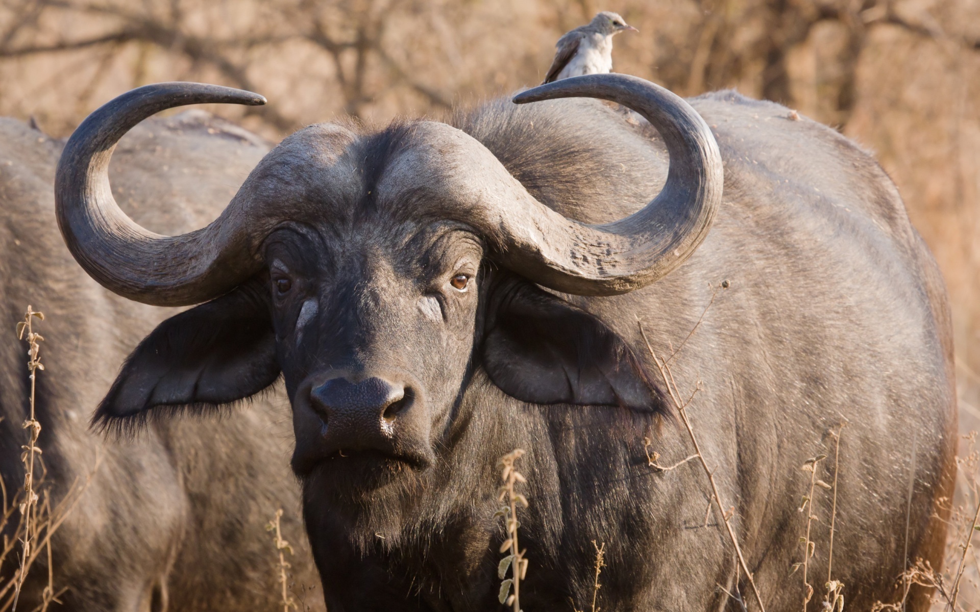 Laden Sie Afrikanischer Büffel HD-Desktop-Hintergründe herunter