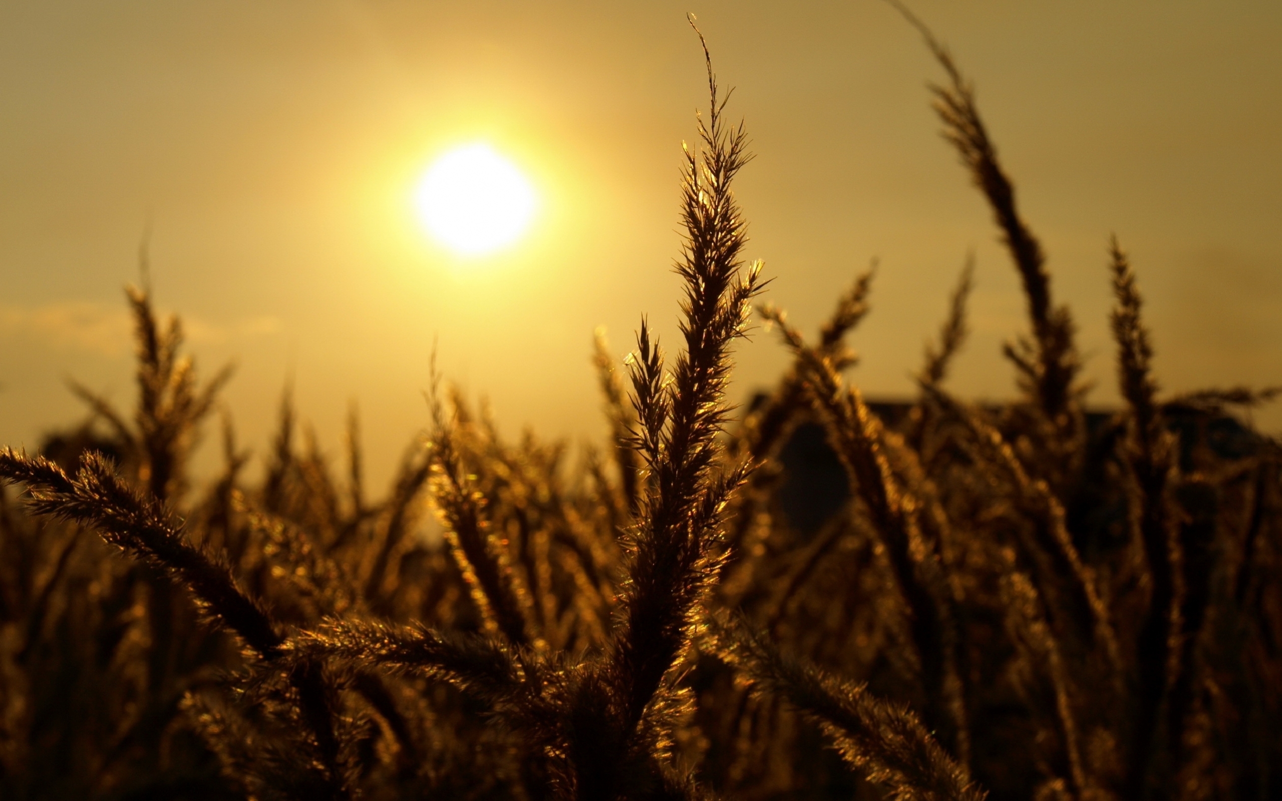 sun, nature, wheat, landscape QHD
