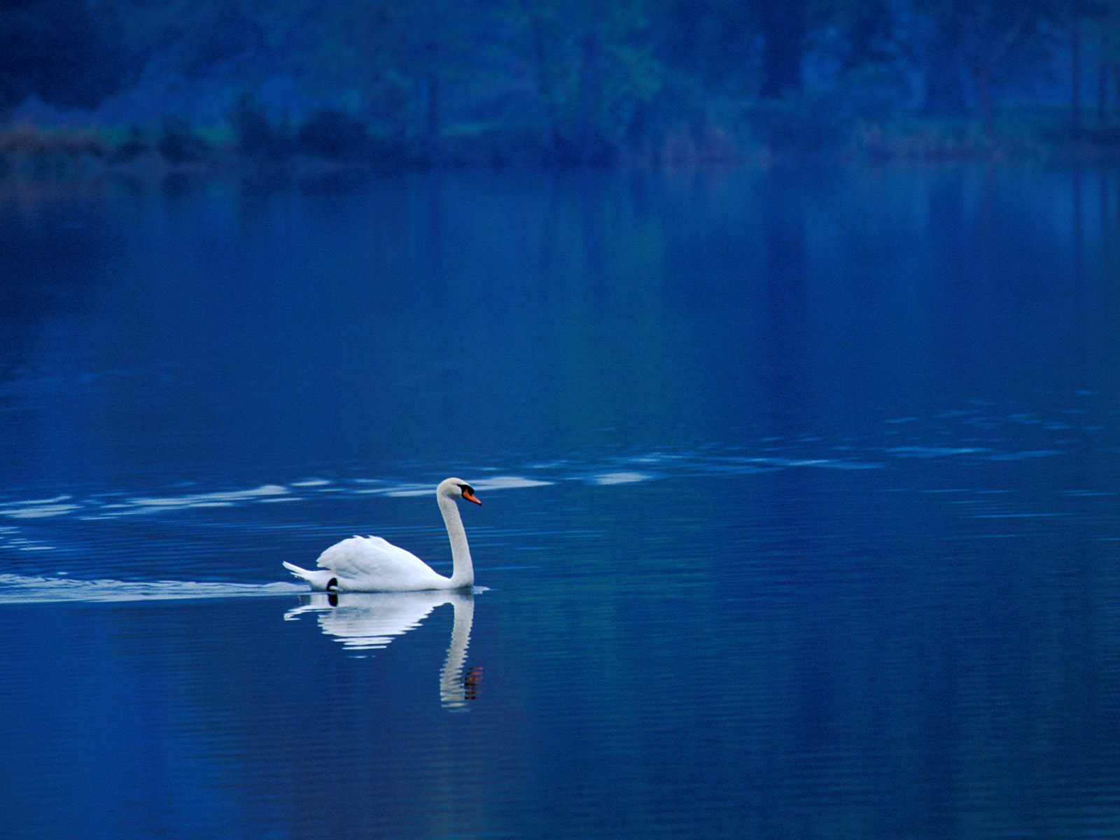 Baixar papel de parede para celular de Cisne Mudo, Aves, Animais gratuito.