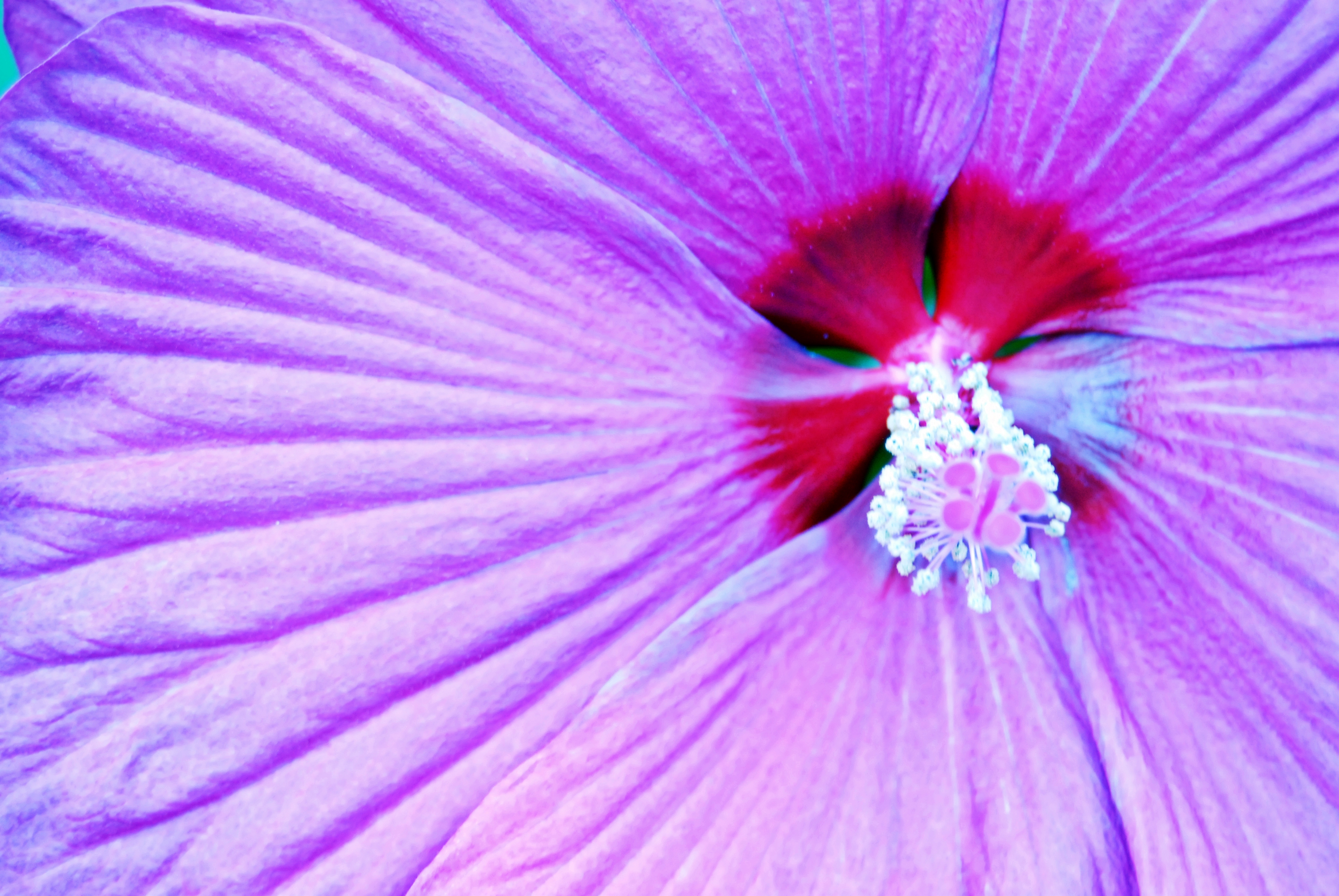 Descarga gratuita de fondo de pantalla para móvil de Flores, Flor, Tierra/naturaleza.