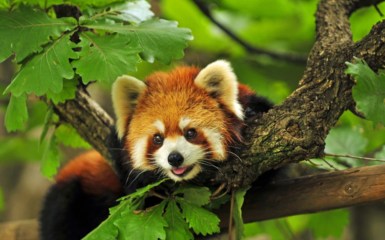 33809 Hintergrundbild herunterladen pandas, tiere - Bildschirmschoner und Bilder kostenlos