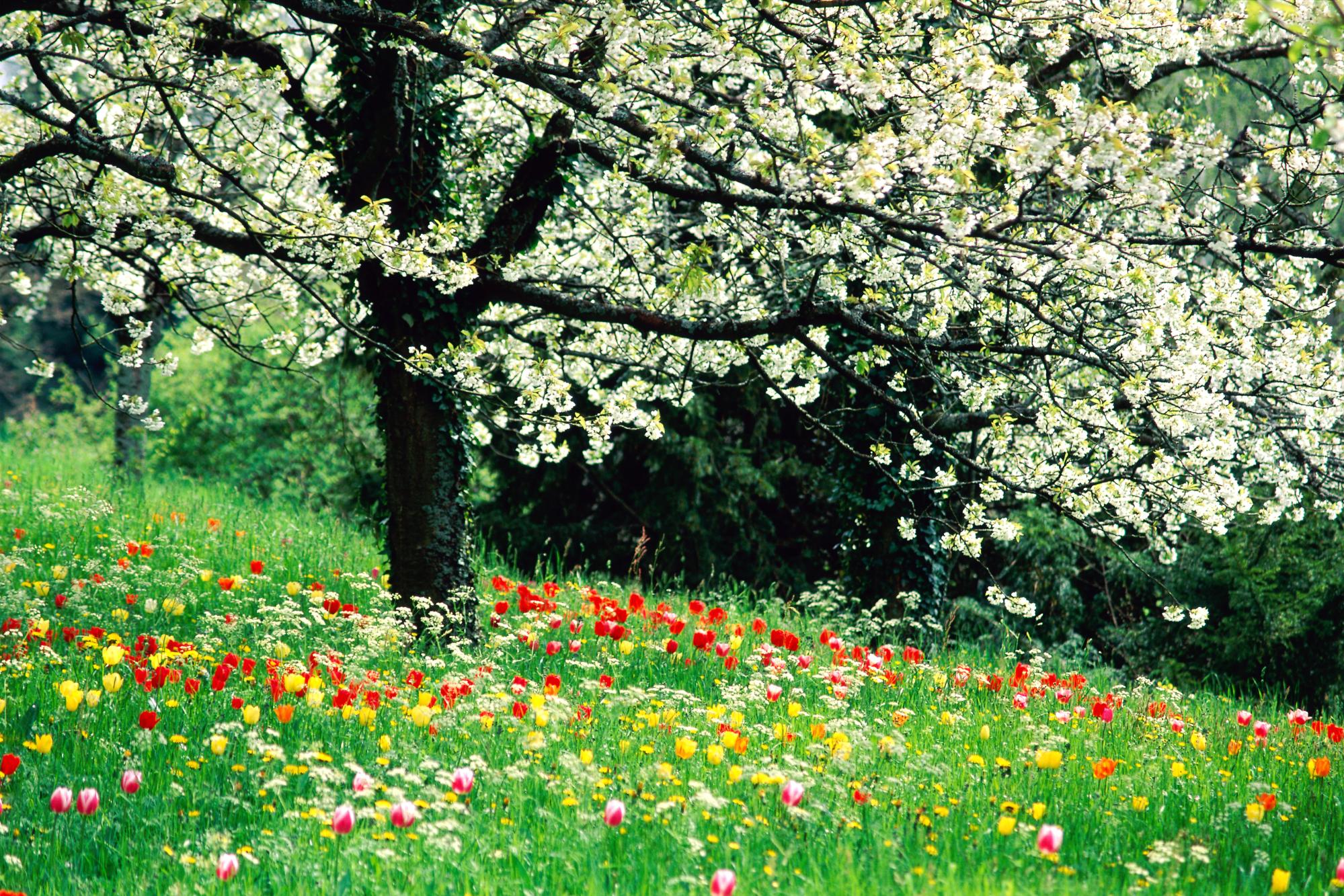 Скачать картинку Трава, Цветок, Дерево, Поле, Весна, Тюльпан, Цветущие, Белый Цветок, Земля/природа в телефон бесплатно.