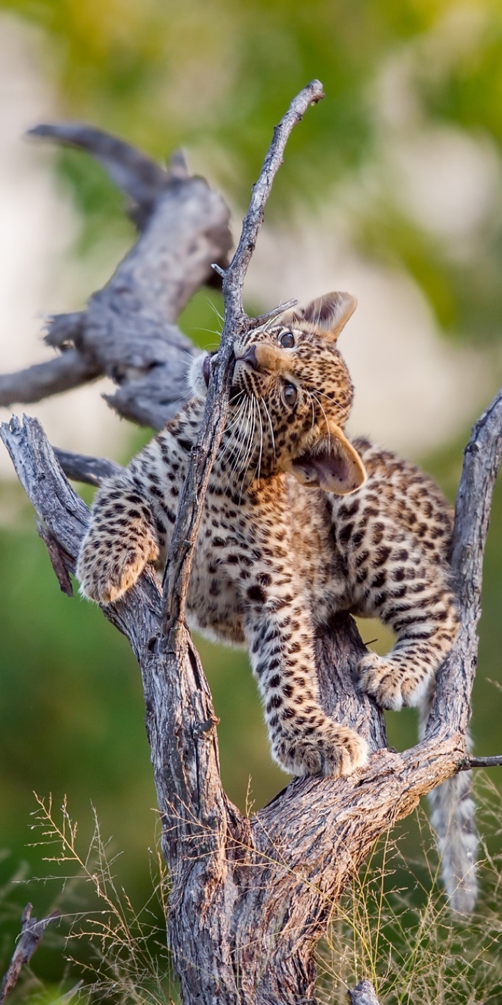 Download mobile wallpaper Cats, Leopard, Animal, Baby Animal, Depth Of Field, Cub for free.