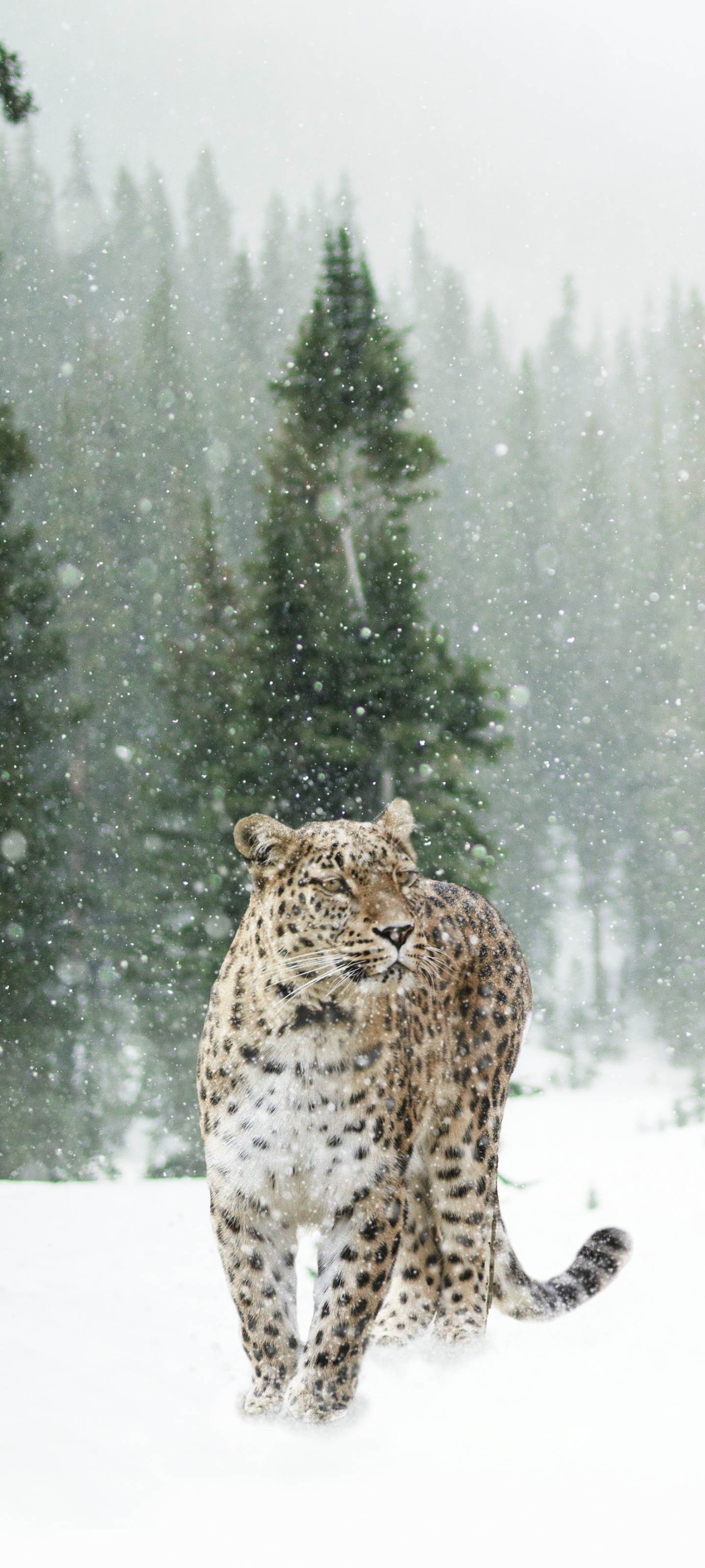 Download mobile wallpaper Winter, Cats, Leopard, Animal, Snowfall for free.