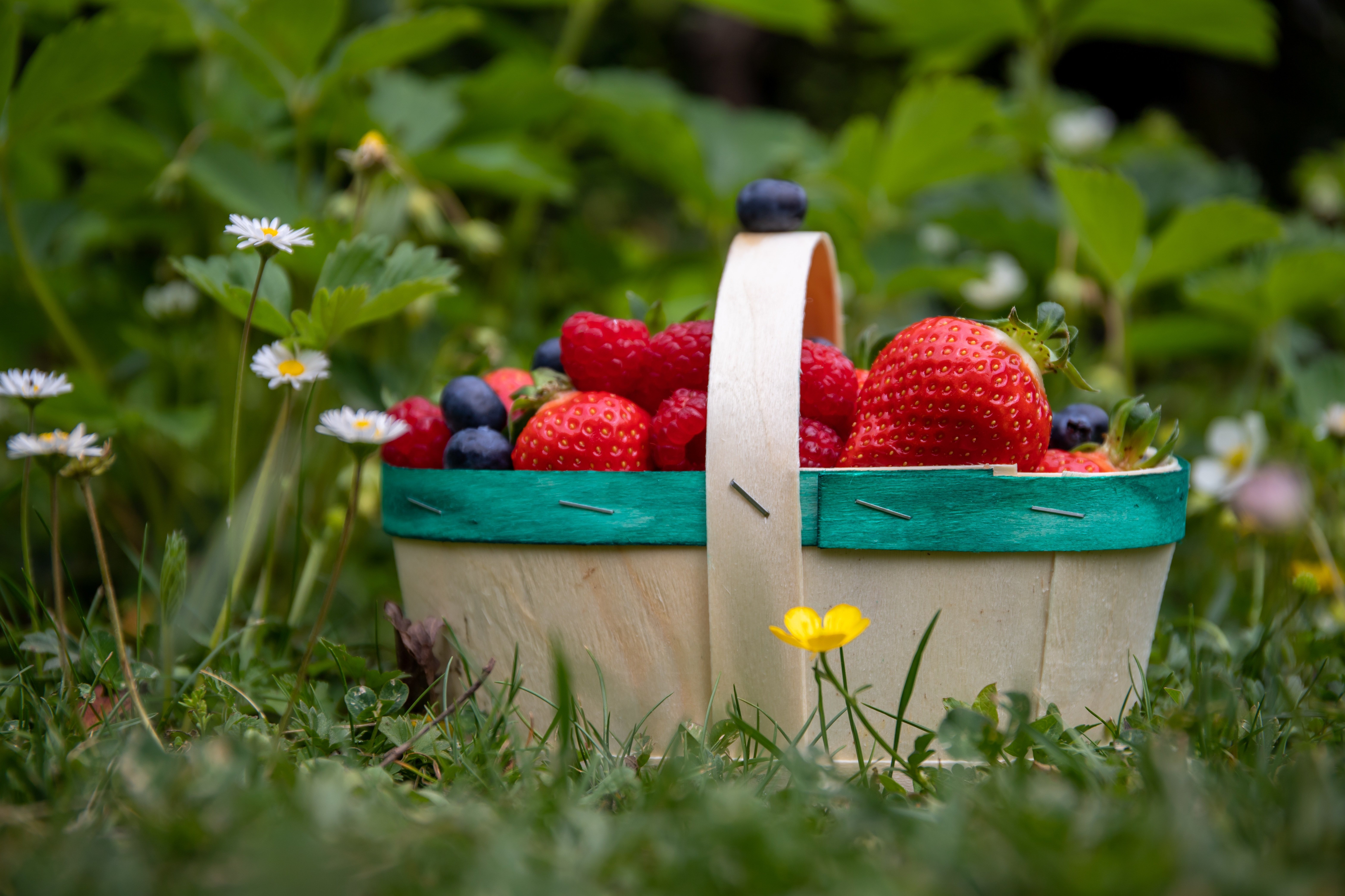 Laden Sie das Erdbeere, Himbeere, Frucht, Korb, Heidelbeere, Nahrungsmittel-Bild kostenlos auf Ihren PC-Desktop herunter