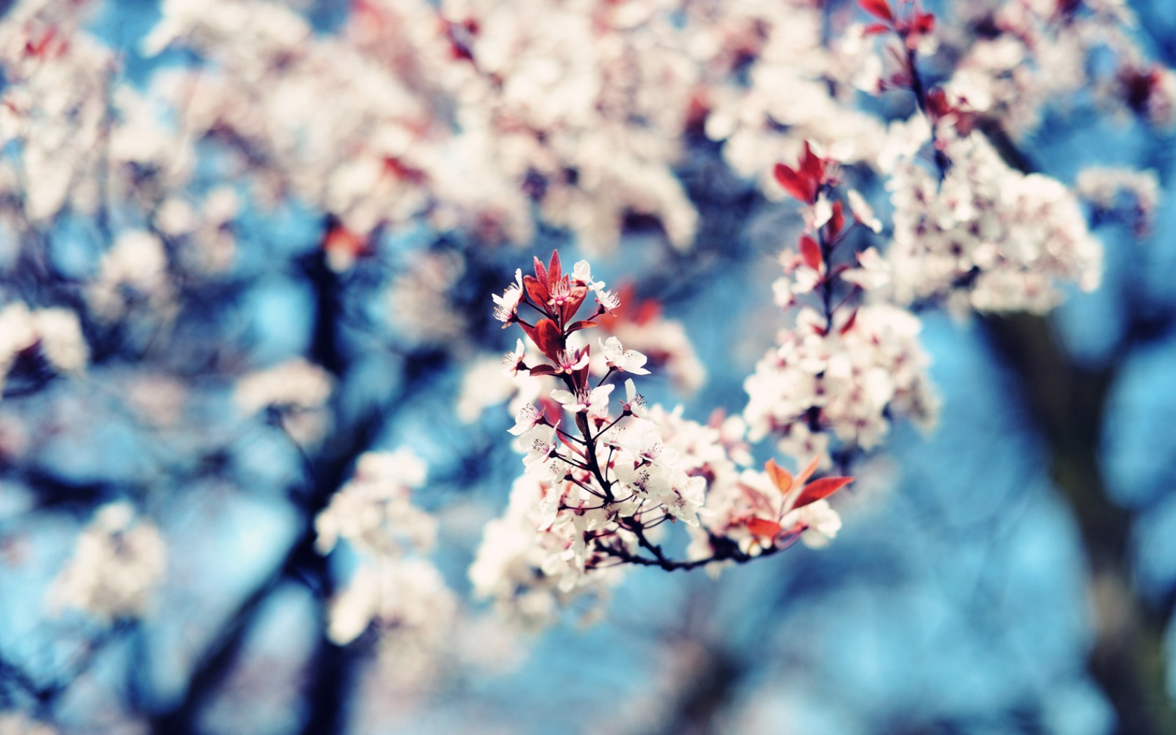 earth, blossom, bud, photography, tree, flowers