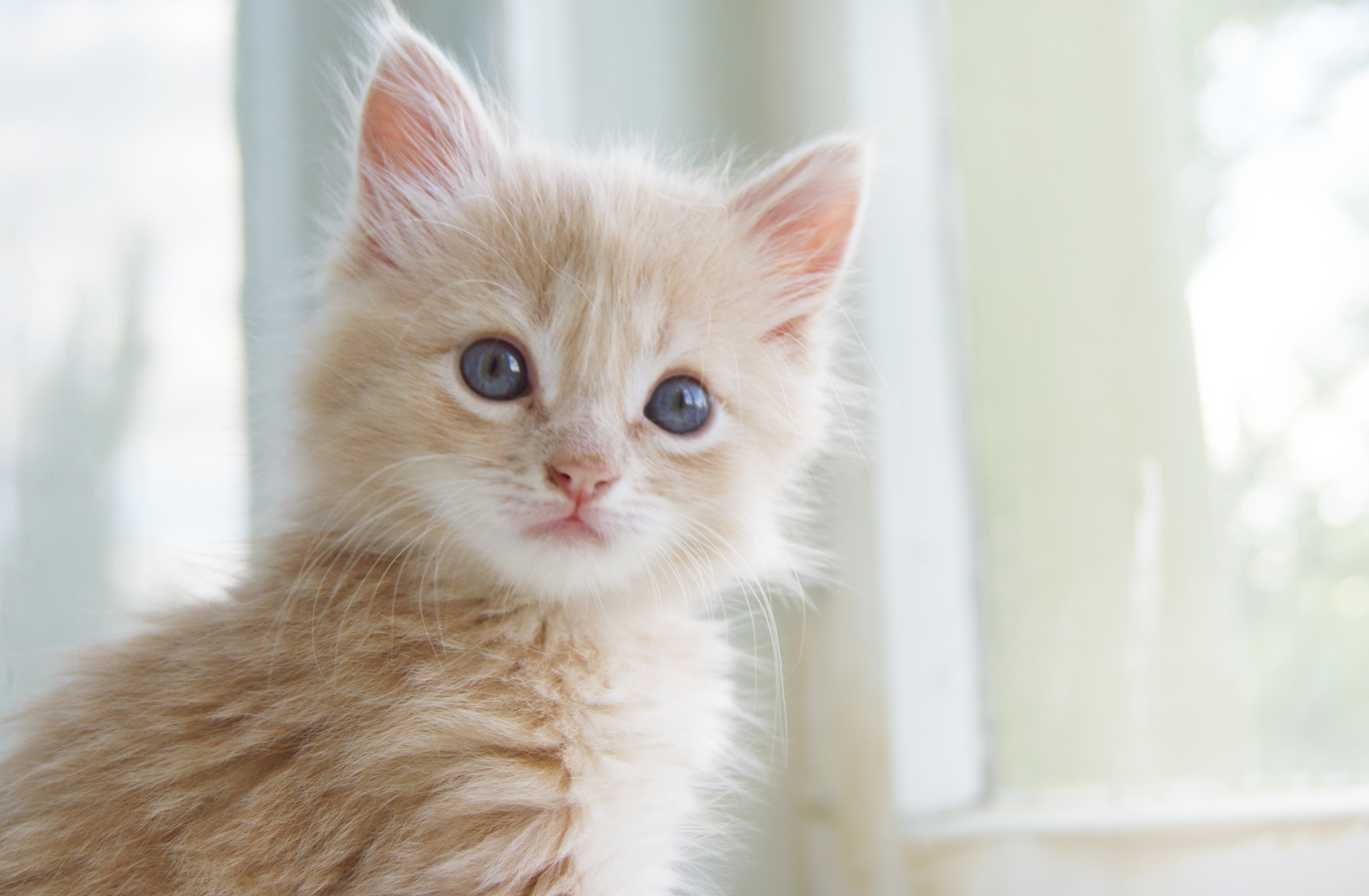 Baixe gratuitamente a imagem Animais, Gatos, Gato na área de trabalho do seu PC