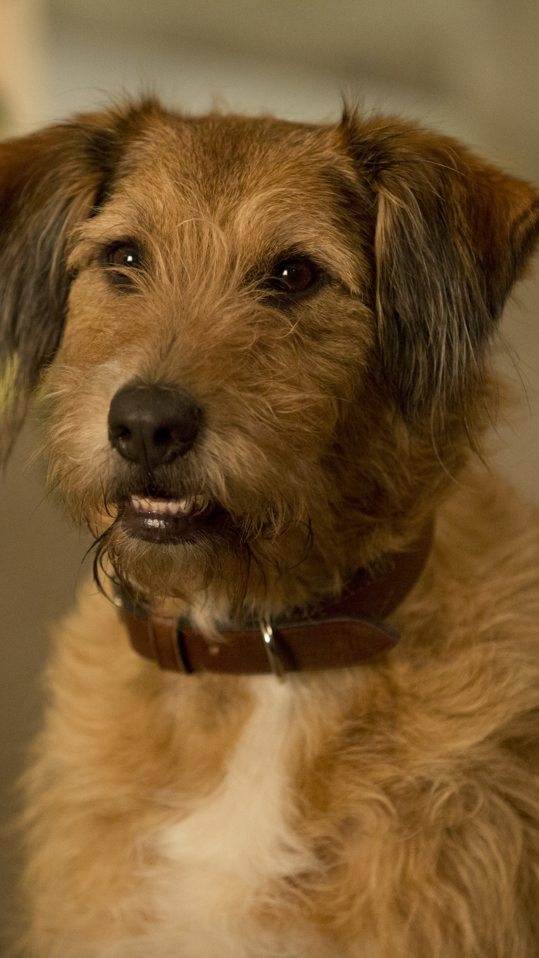 movie, absolutely anything, dog