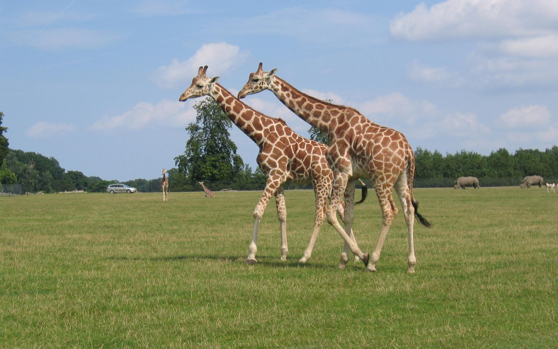 Téléchargez gratuitement l'image Animaux, Girafe sur le bureau de votre PC