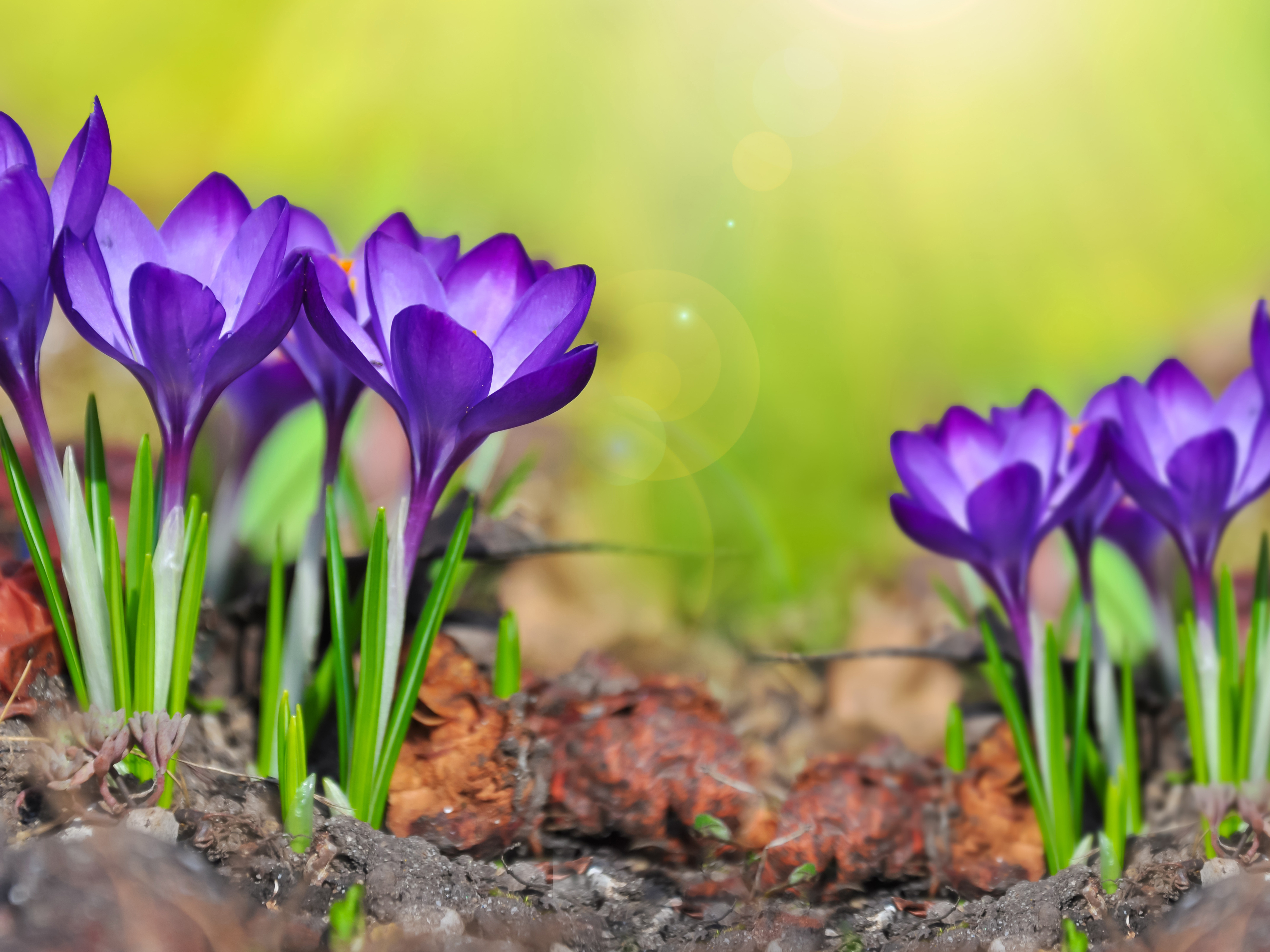 PCデスクトップに自然, フラワーズ, 大きい, 地球, 春, クロッカス, 紫色の花画像を無料でダウンロード