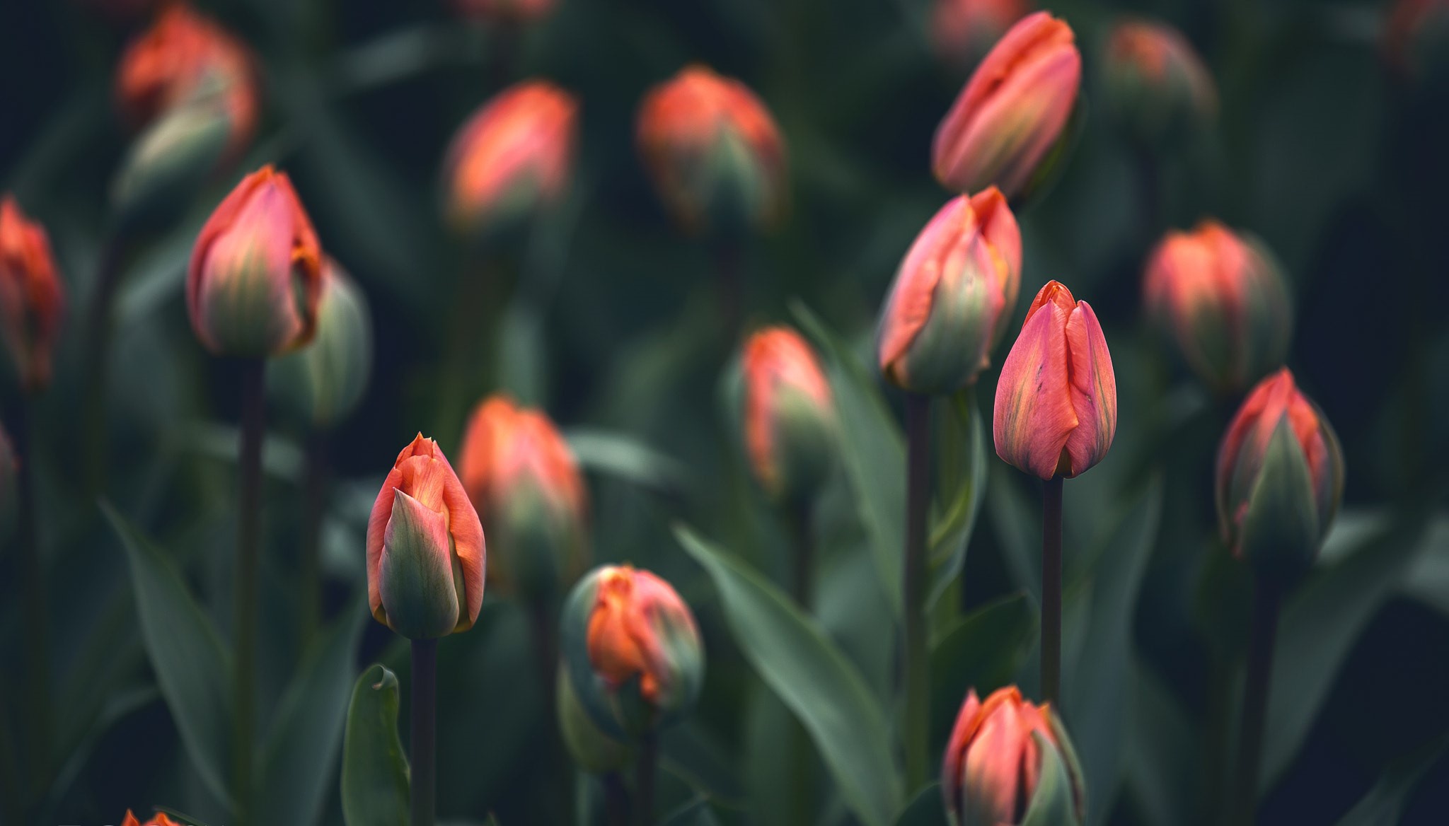 Download mobile wallpaper Flowers, Earth, Tulip for free.