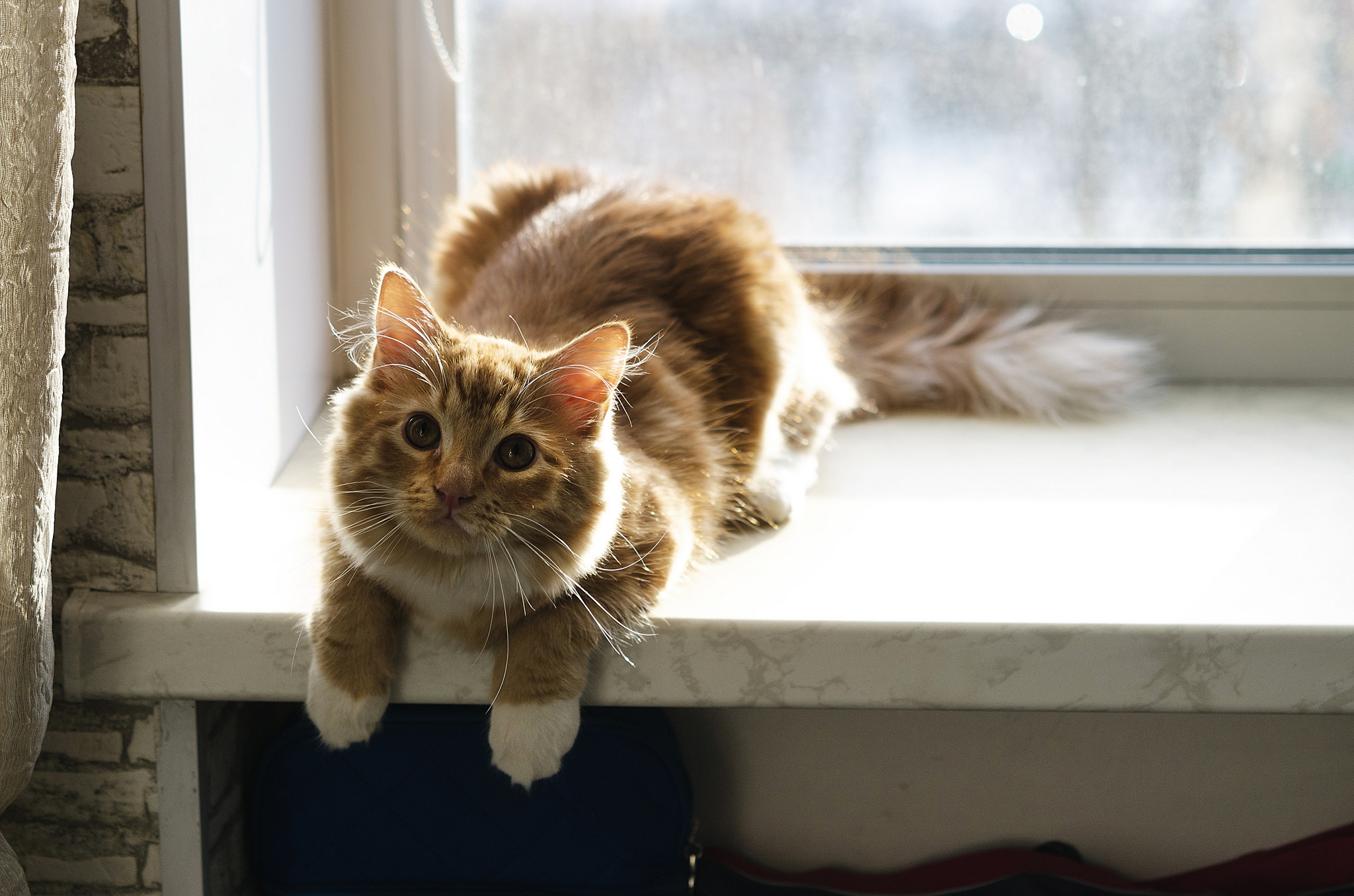 Baixe gratuitamente a imagem Animais, Gatos, Gato, Ensolarado na área de trabalho do seu PC