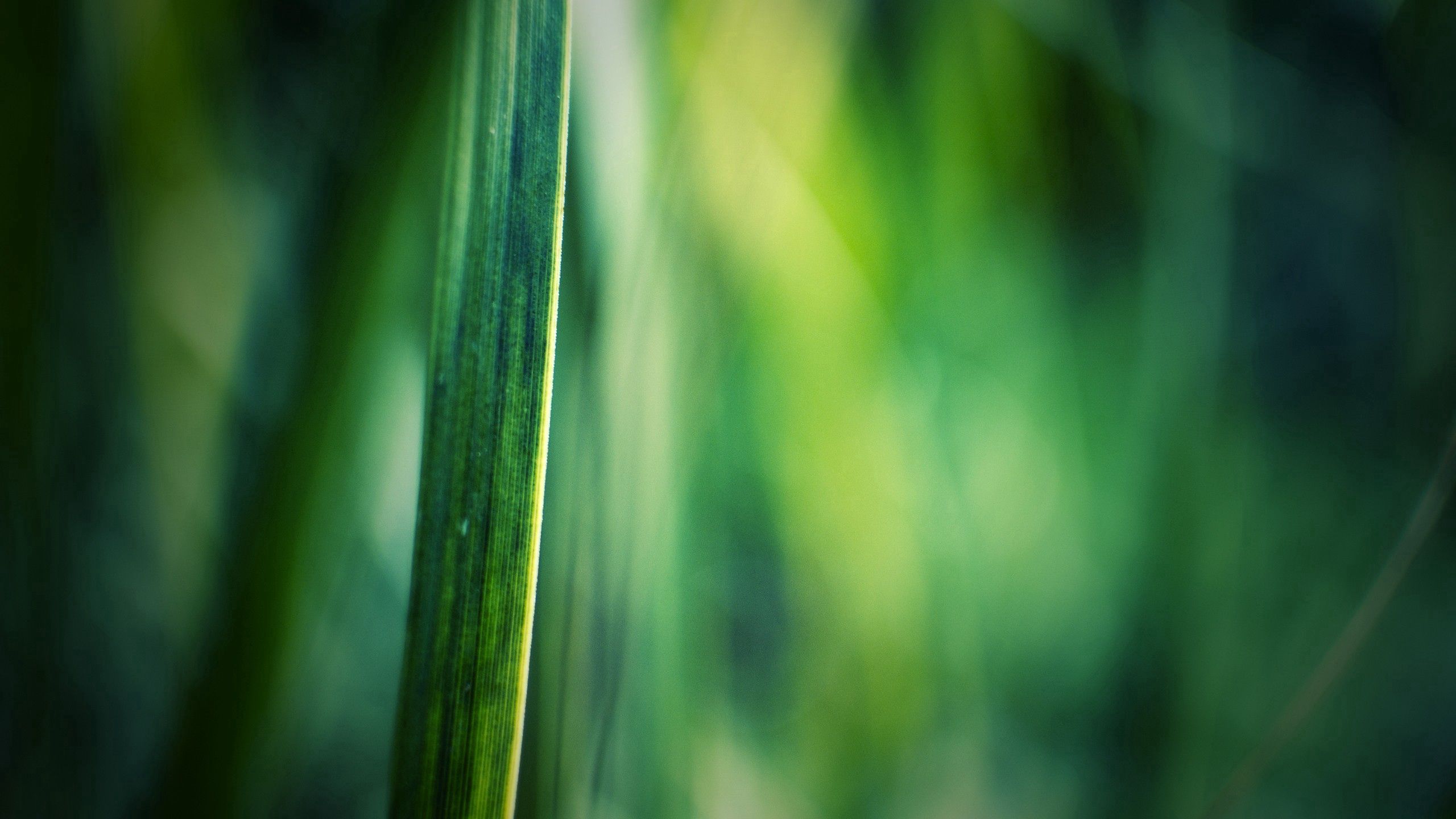 Download mobile wallpaper Grass, Macro, Smooth, Shine, Light, Background, Blur for free.
