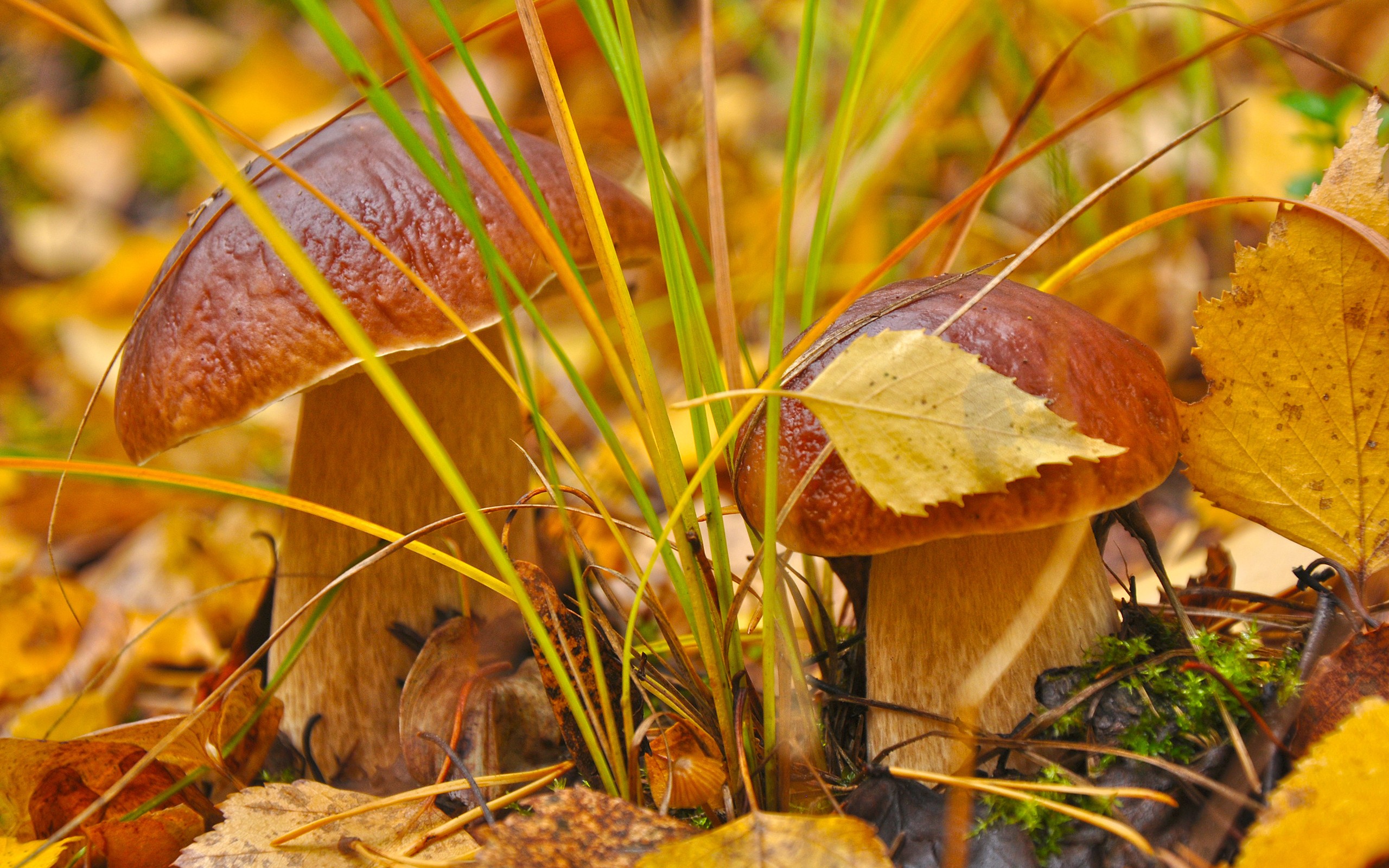 Téléchargez gratuitement l'image Champignon, Terre/nature sur le bureau de votre PC