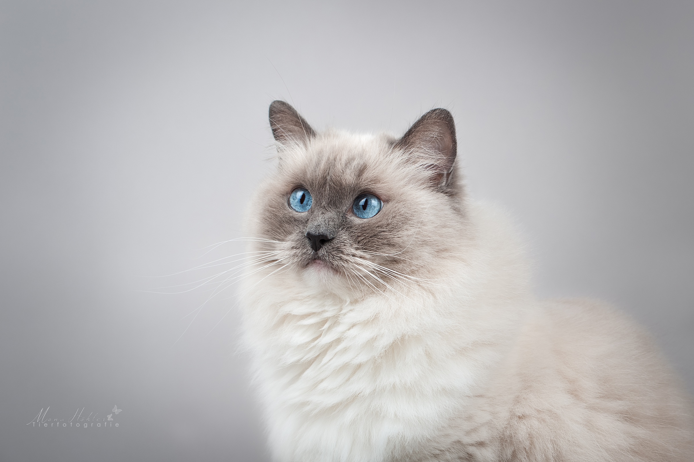 Free download wallpaper Cats, Cat, Animal, Portrait, Blue Eyes on your PC desktop