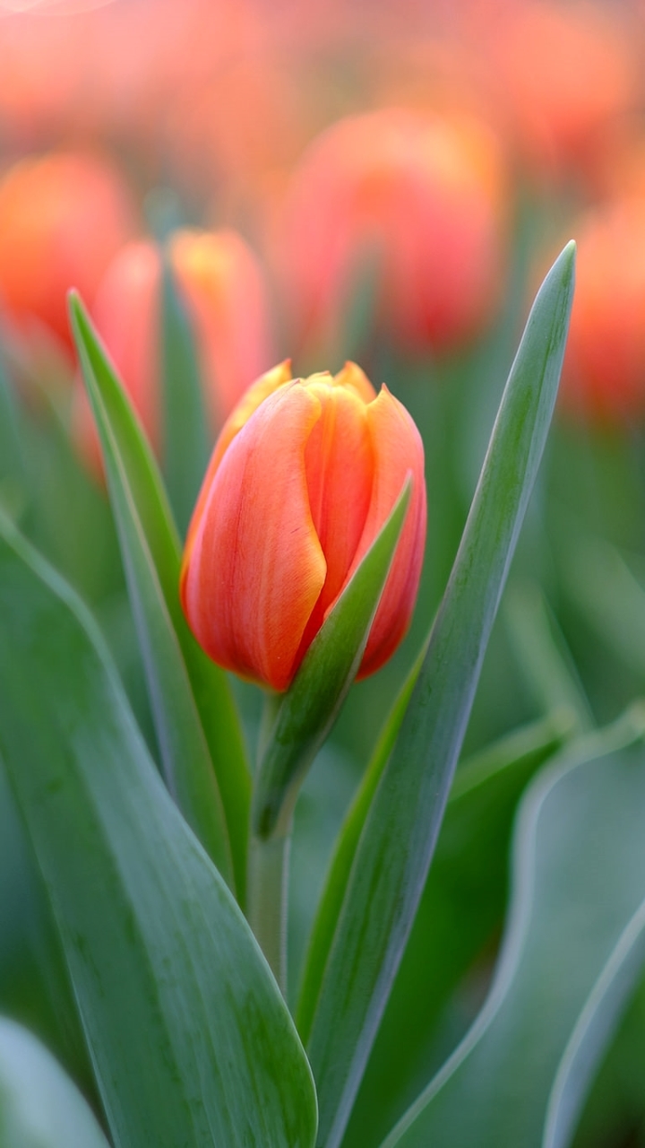 Download mobile wallpaper Nature, Flowers, Flower, Earth, Tulip, Orange Flower for free.