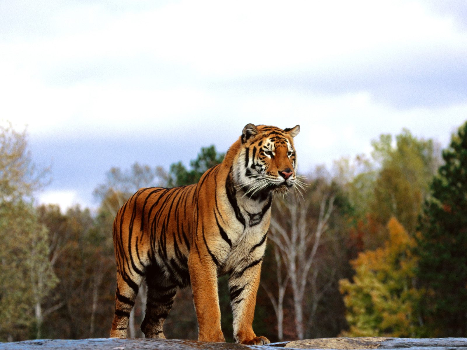 Baixar papel de parede para celular de Gatos, Animais, Tigre gratuito.