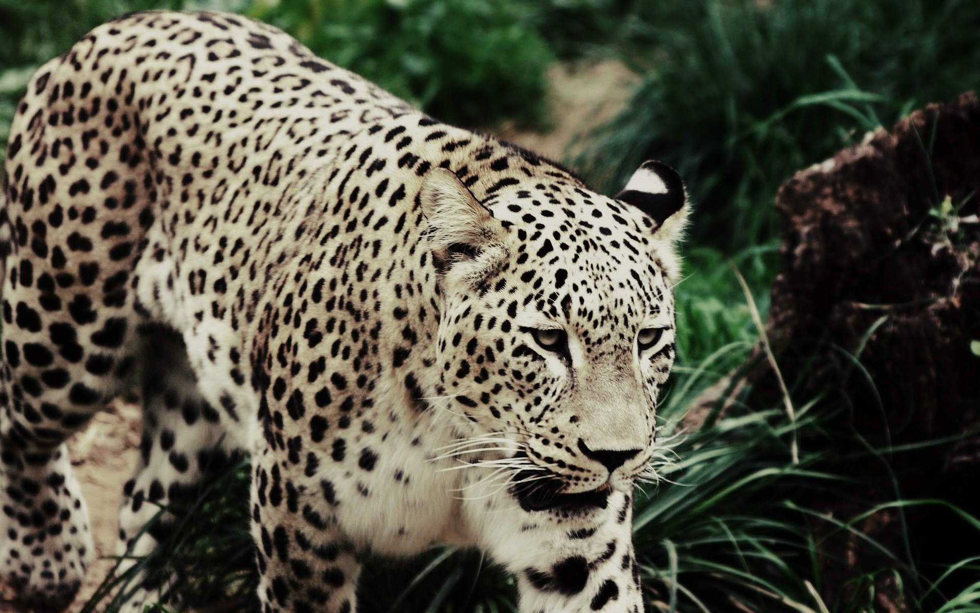 Baixe gratuitamente a imagem Animais, Gatos, Leopardo na área de trabalho do seu PC