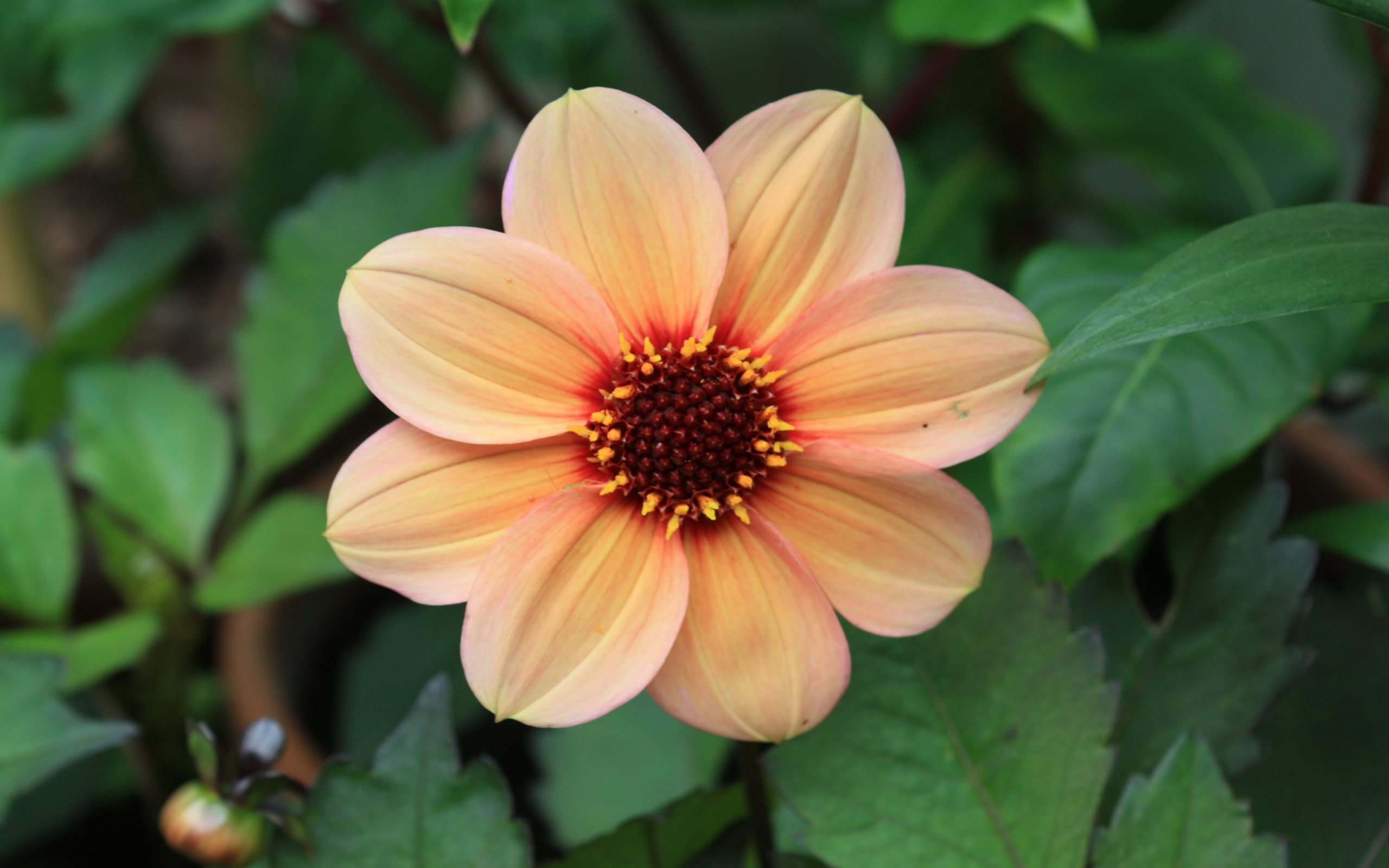 Laden Sie das Blumen, Blume, Erde/natur, Pfirsichblüte-Bild kostenlos auf Ihren PC-Desktop herunter