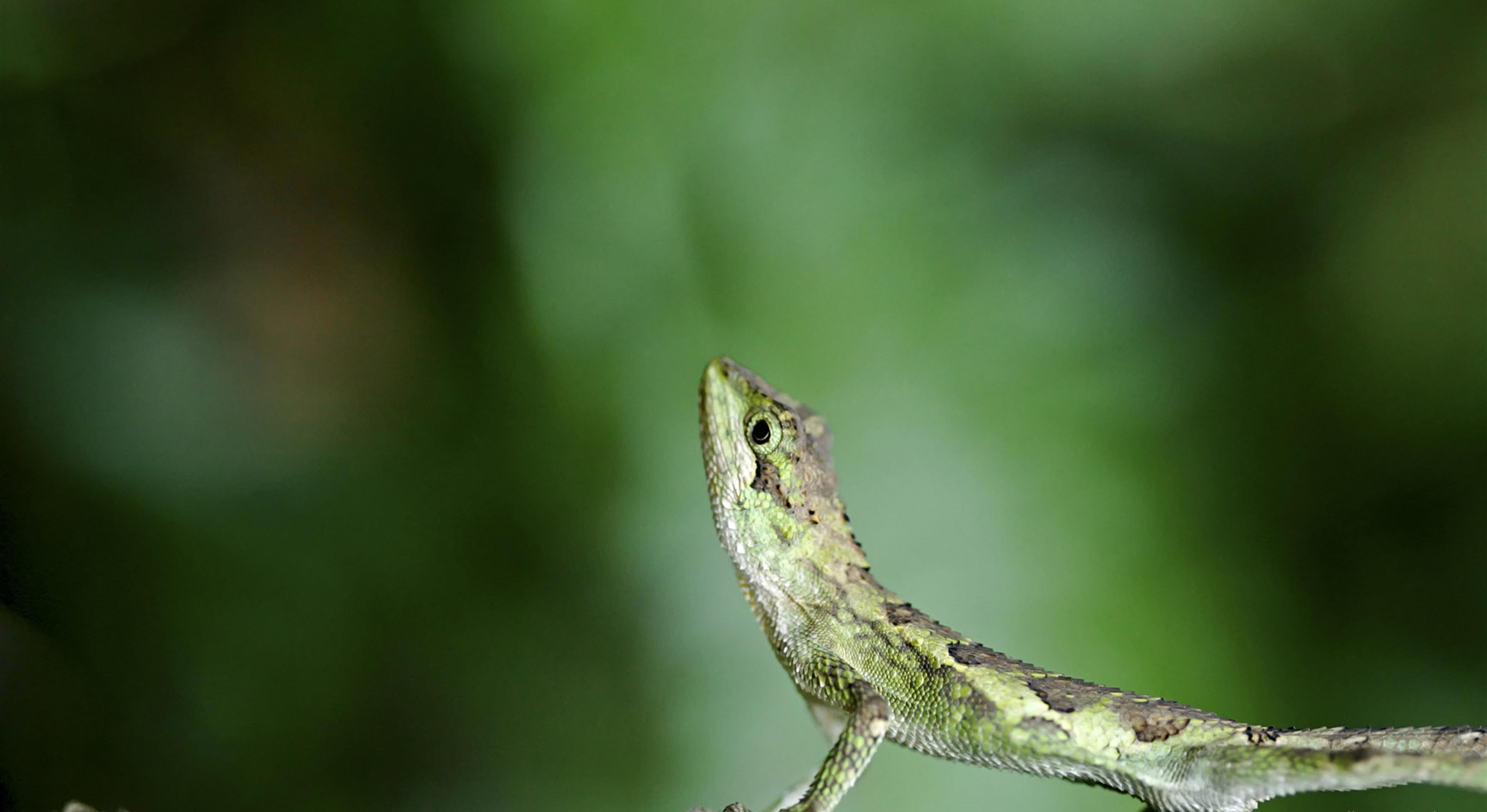 Handy-Wallpaper Eidechse, Reptilien, Tiere kostenlos herunterladen.