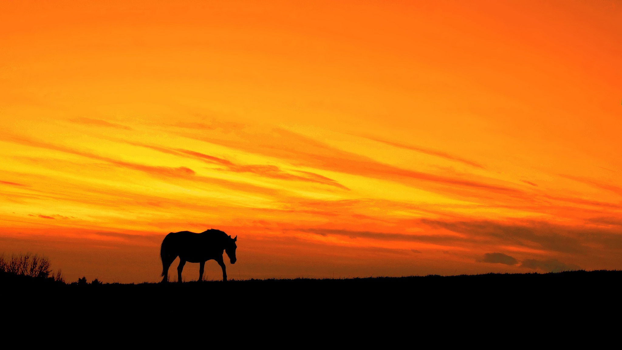 Téléchargez des papiers peints mobile Animaux, Coucher De Soleil, Silhouette, Cheval, Ciel gratuitement.