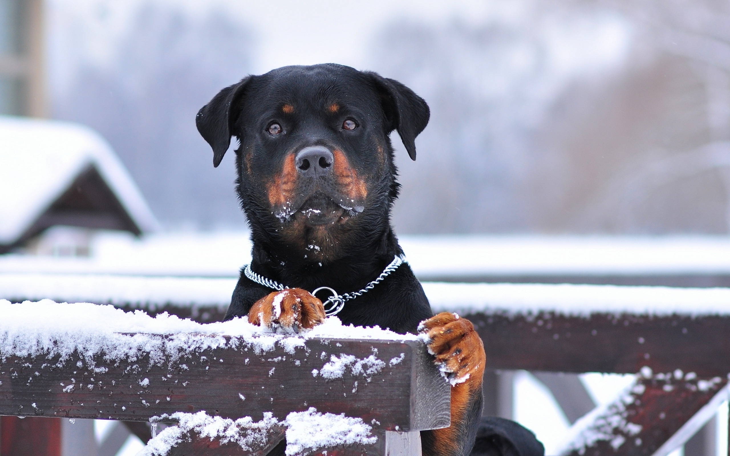 rottweiler, animal, dog, fence, muzzle, snow, winter, dogs