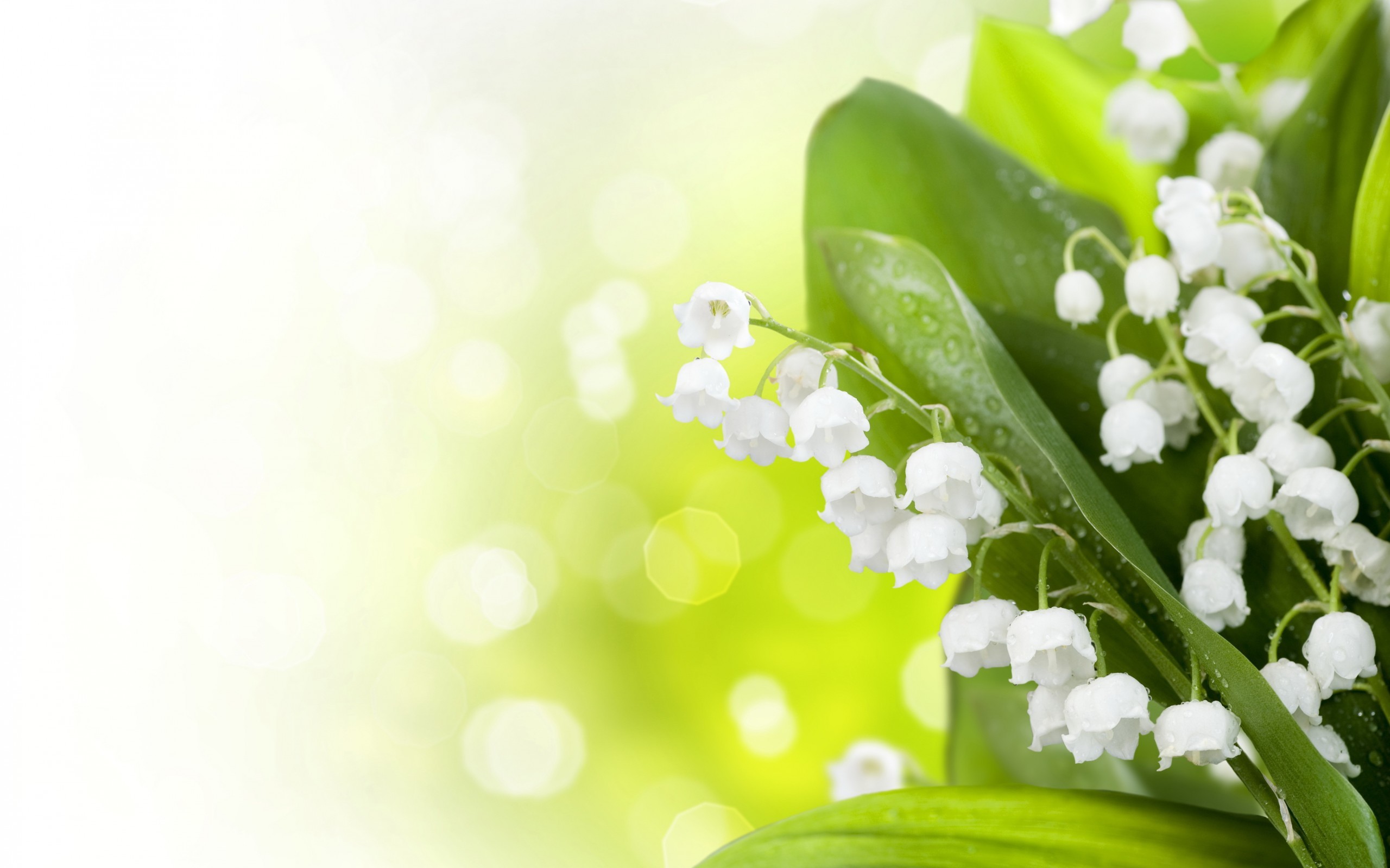 Free download wallpaper Plants, Flowers, Lily Of The Valley on your PC desktop