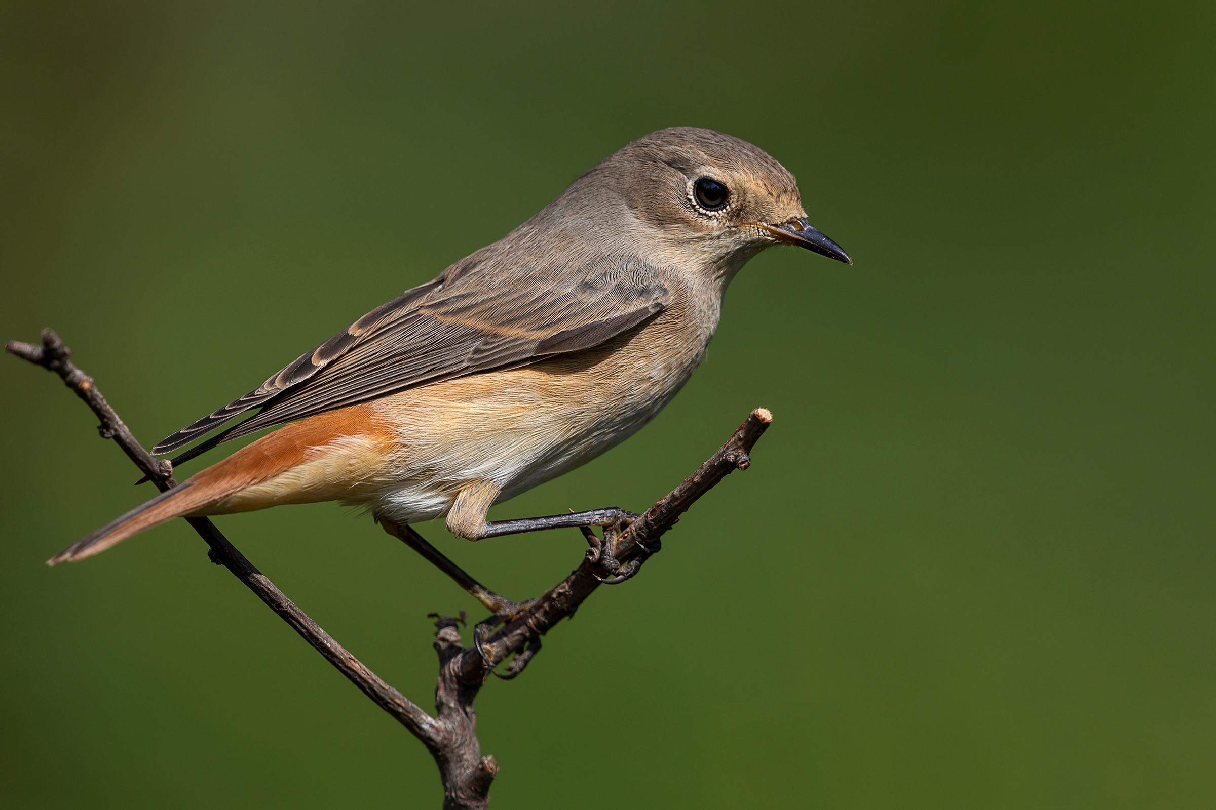 Laden Sie das Tiere, Vögel, Vogel-Bild kostenlos auf Ihren PC-Desktop herunter