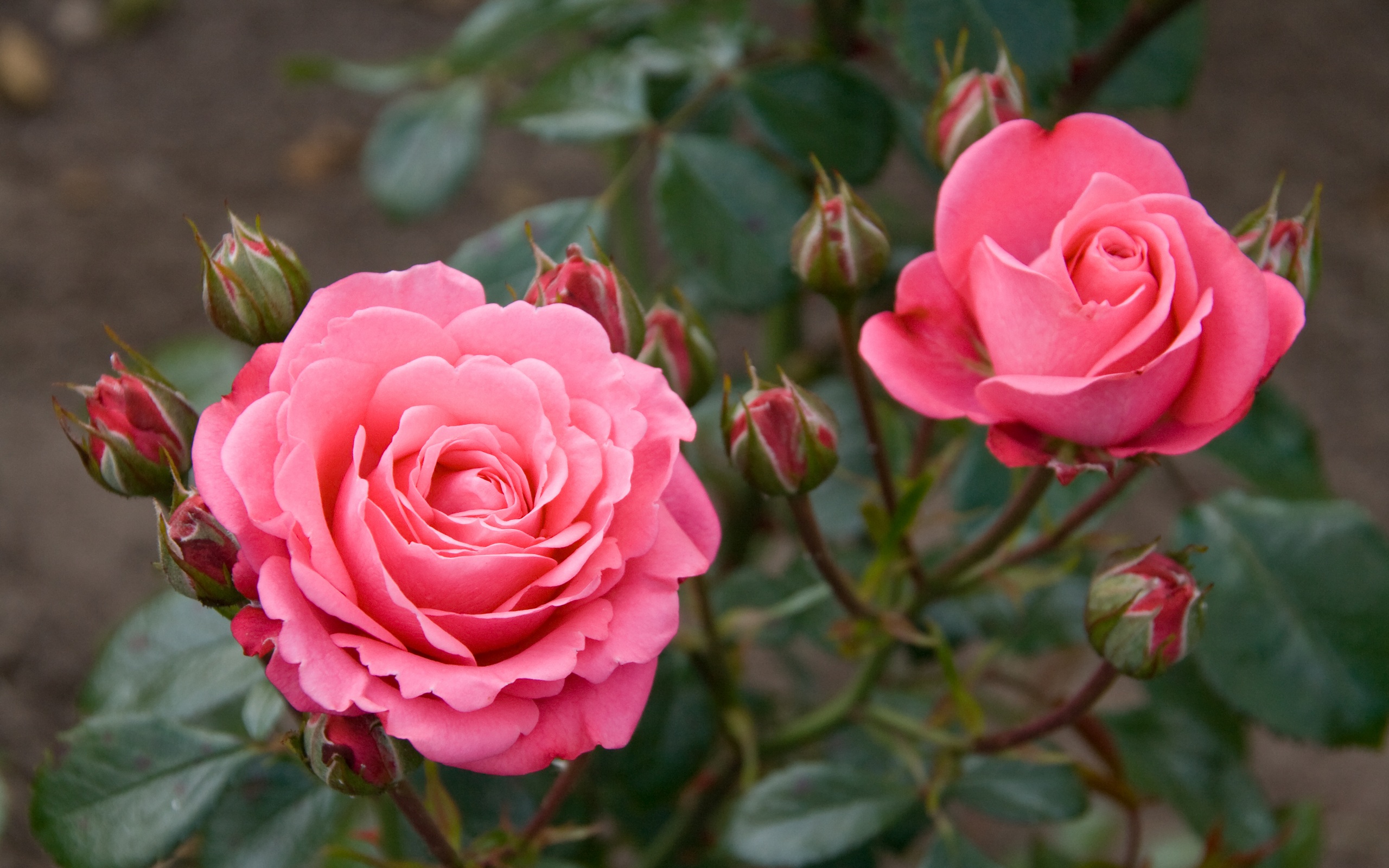 Téléchargez gratuitement l'image Fleurs, Rose, Terre/nature sur le bureau de votre PC