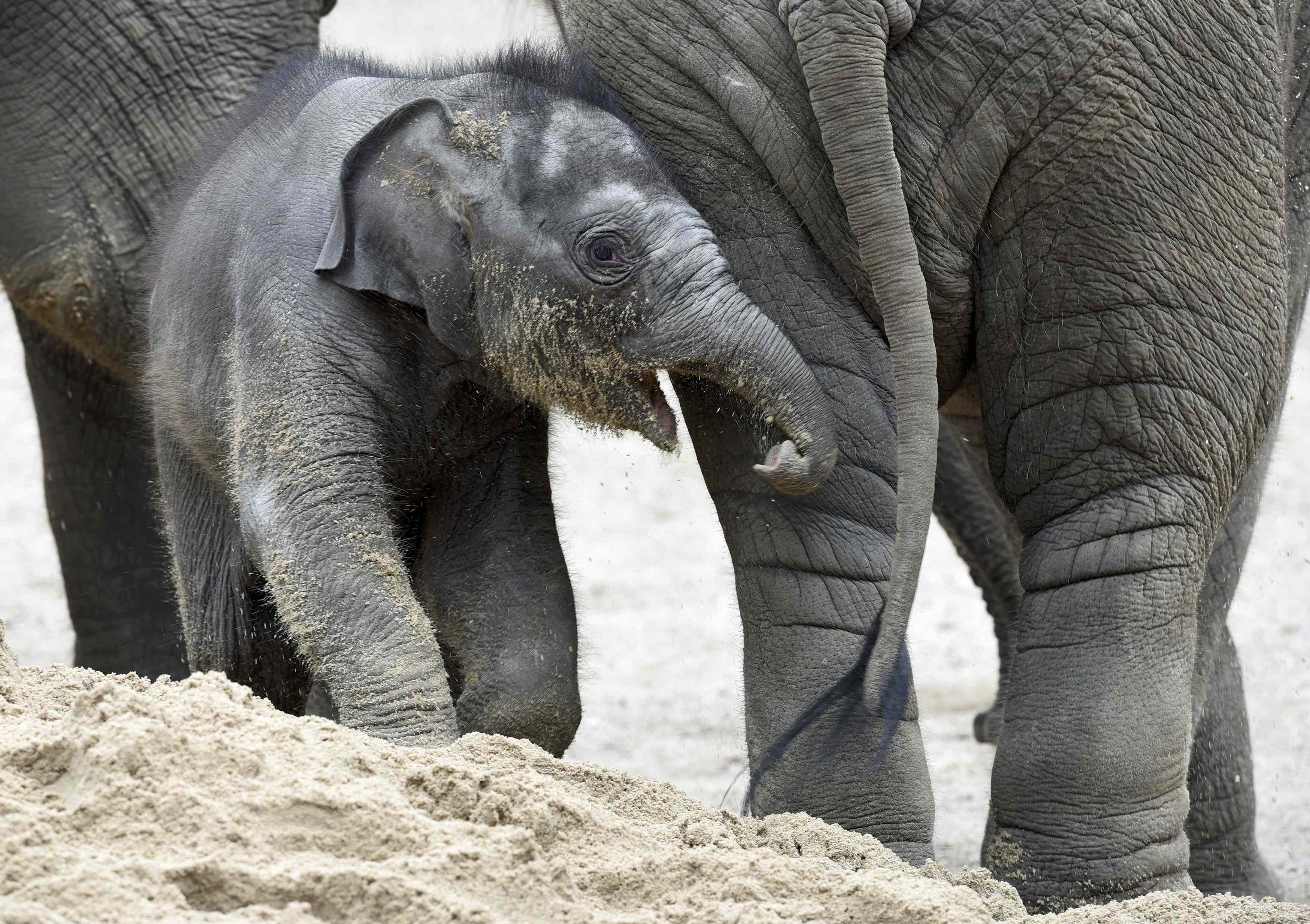 Laden Sie das Tiere, Elefanten, Asiatischer Elefant-Bild kostenlos auf Ihren PC-Desktop herunter