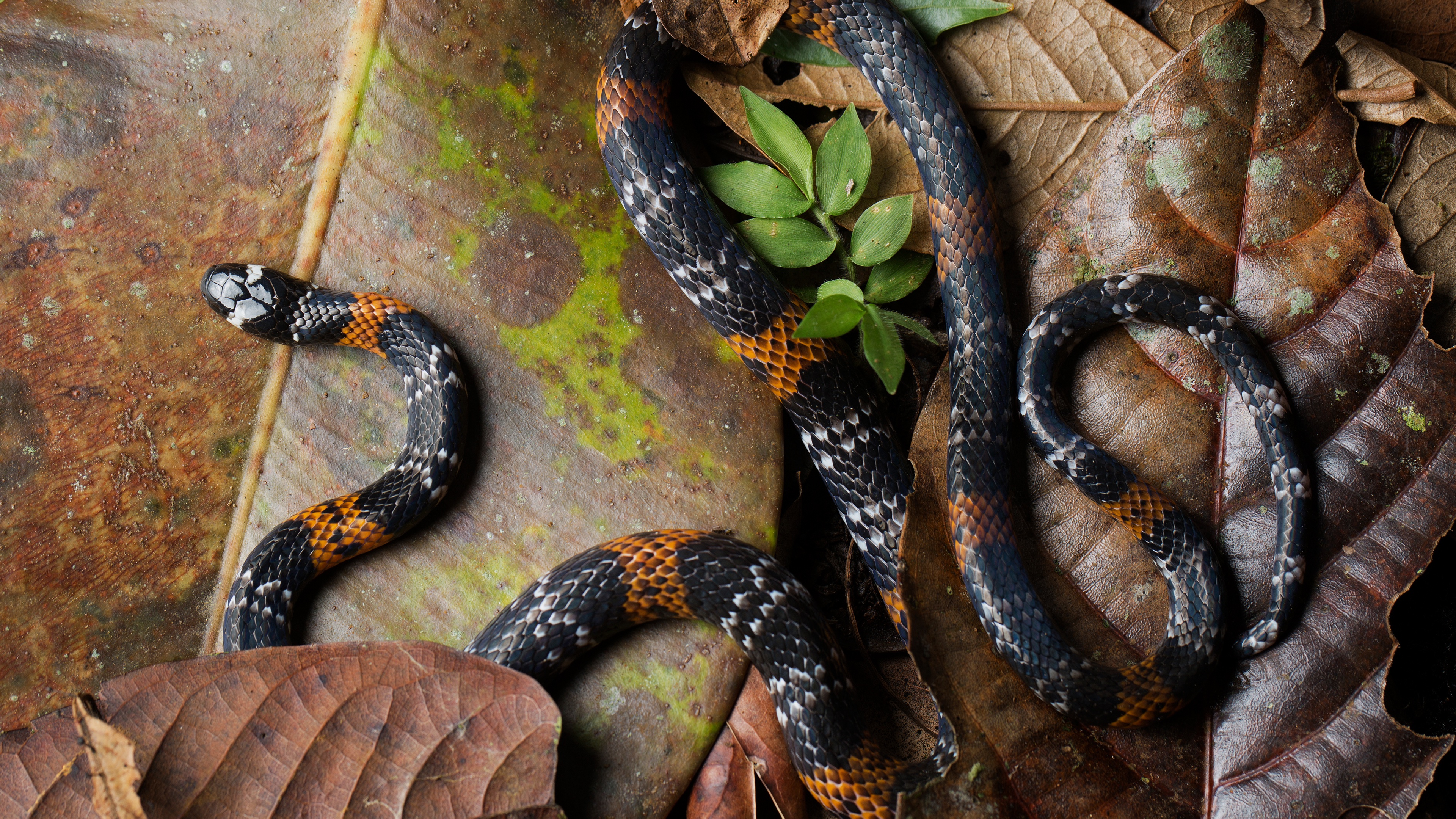 Free download wallpaper Animal, Reptile, Snake, Reptiles, Elegant Coral Snake on your PC desktop
