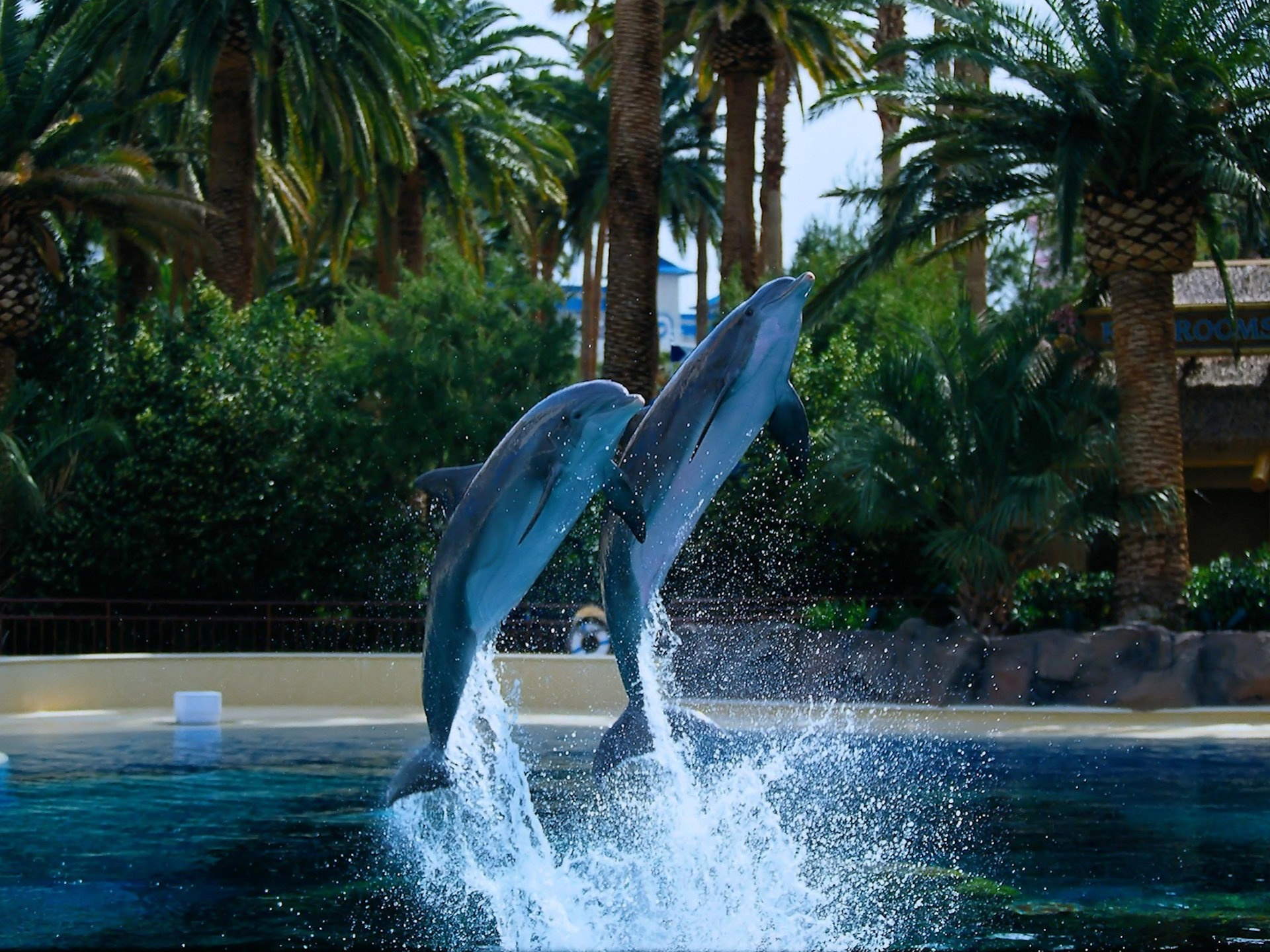 165772 descargar fondo de pantalla animales, delfin: protectores de pantalla e imágenes gratis