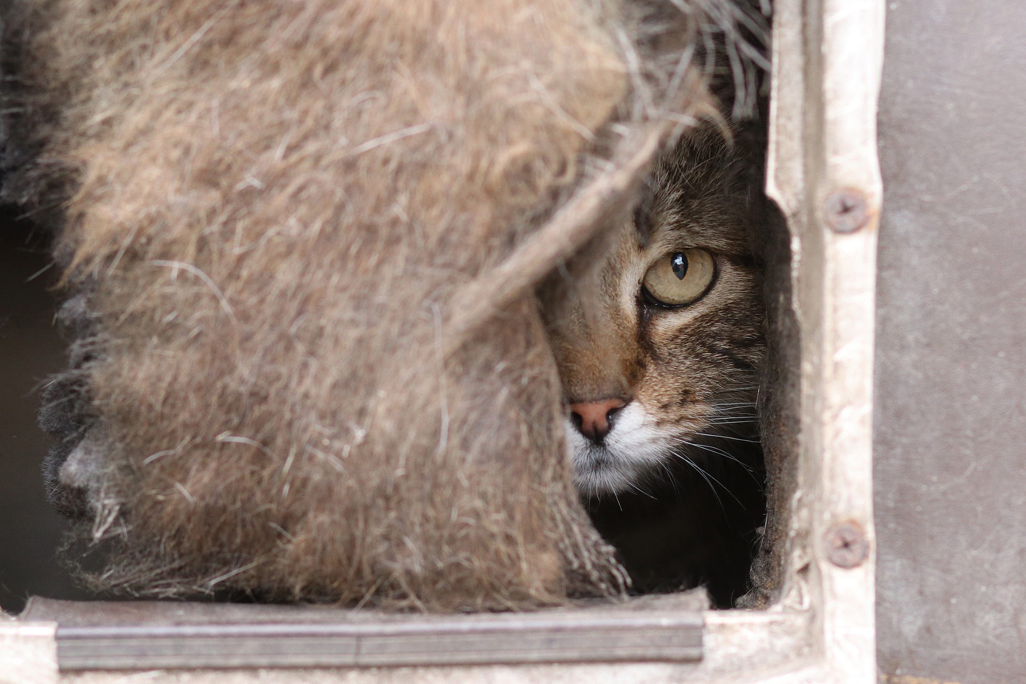 Descarga gratuita de fondo de pantalla para móvil de Animales, Gatos, Gato, Mirar Fijamente.