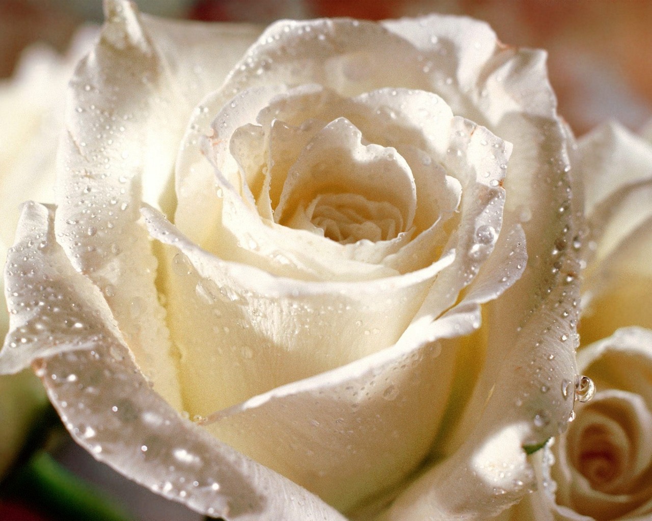 1450265 скачать картинку белая роза, роза, земля/природа, цветок, капля воды - обои и заставки бесплатно