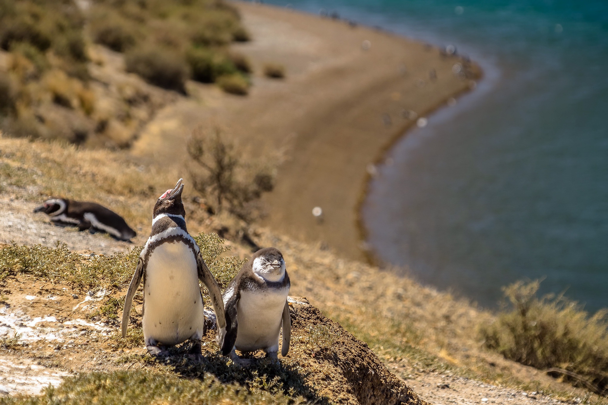 Free download wallpaper Birds, Coast, Animal, Penguin on your PC desktop