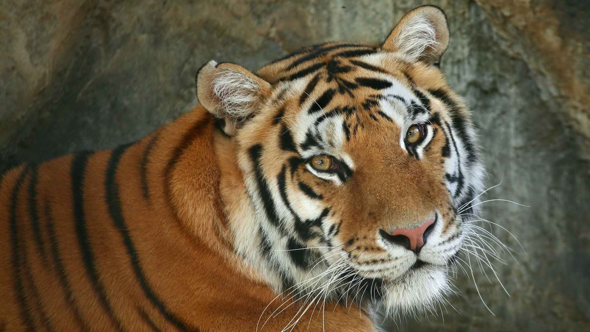 Descarga gratuita de fondo de pantalla para móvil de Gatos, Animales, Tigre.