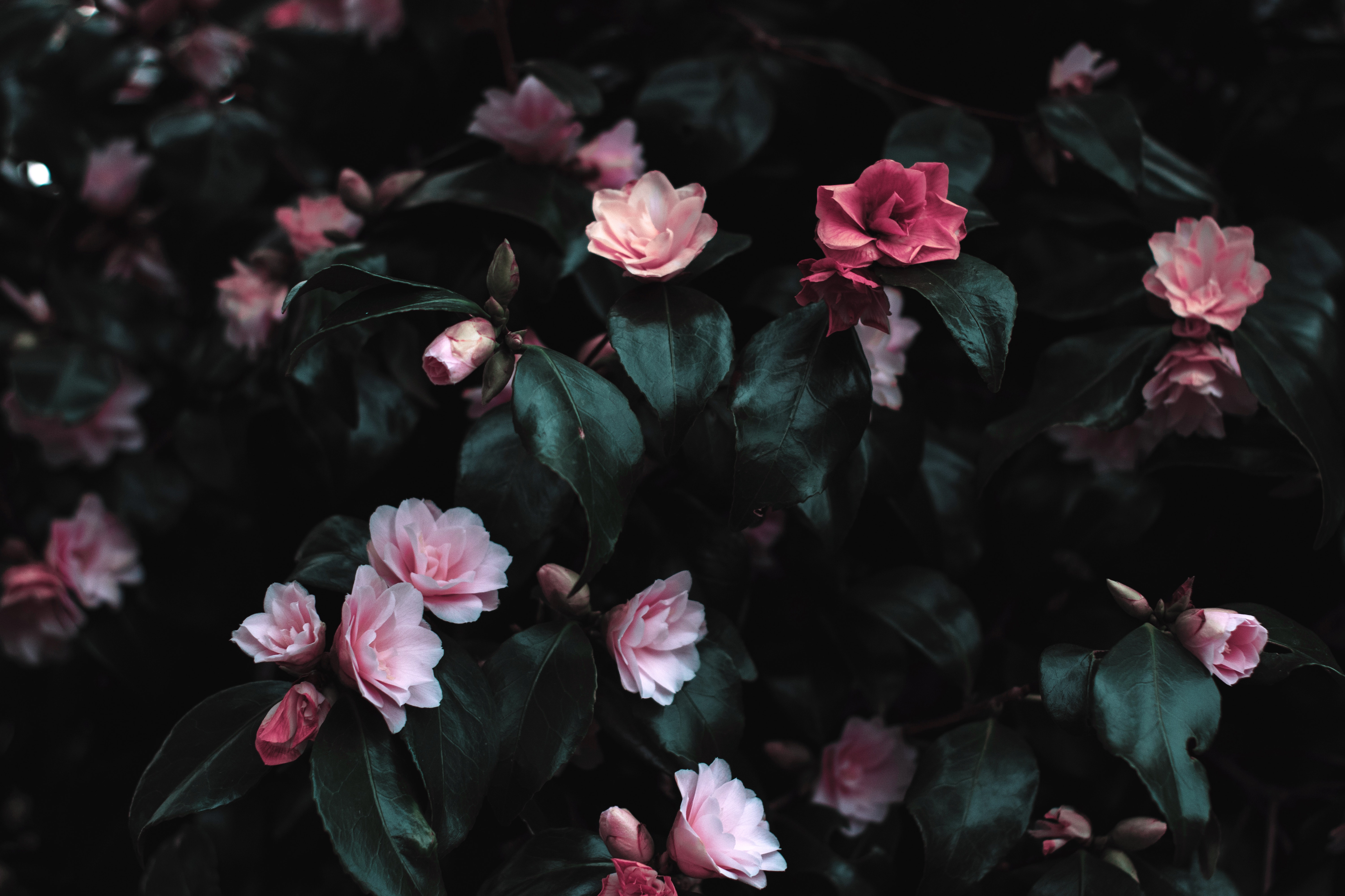 Free download wallpaper Flowers, Flower, Plant, Earth, Pink Flower on your PC desktop