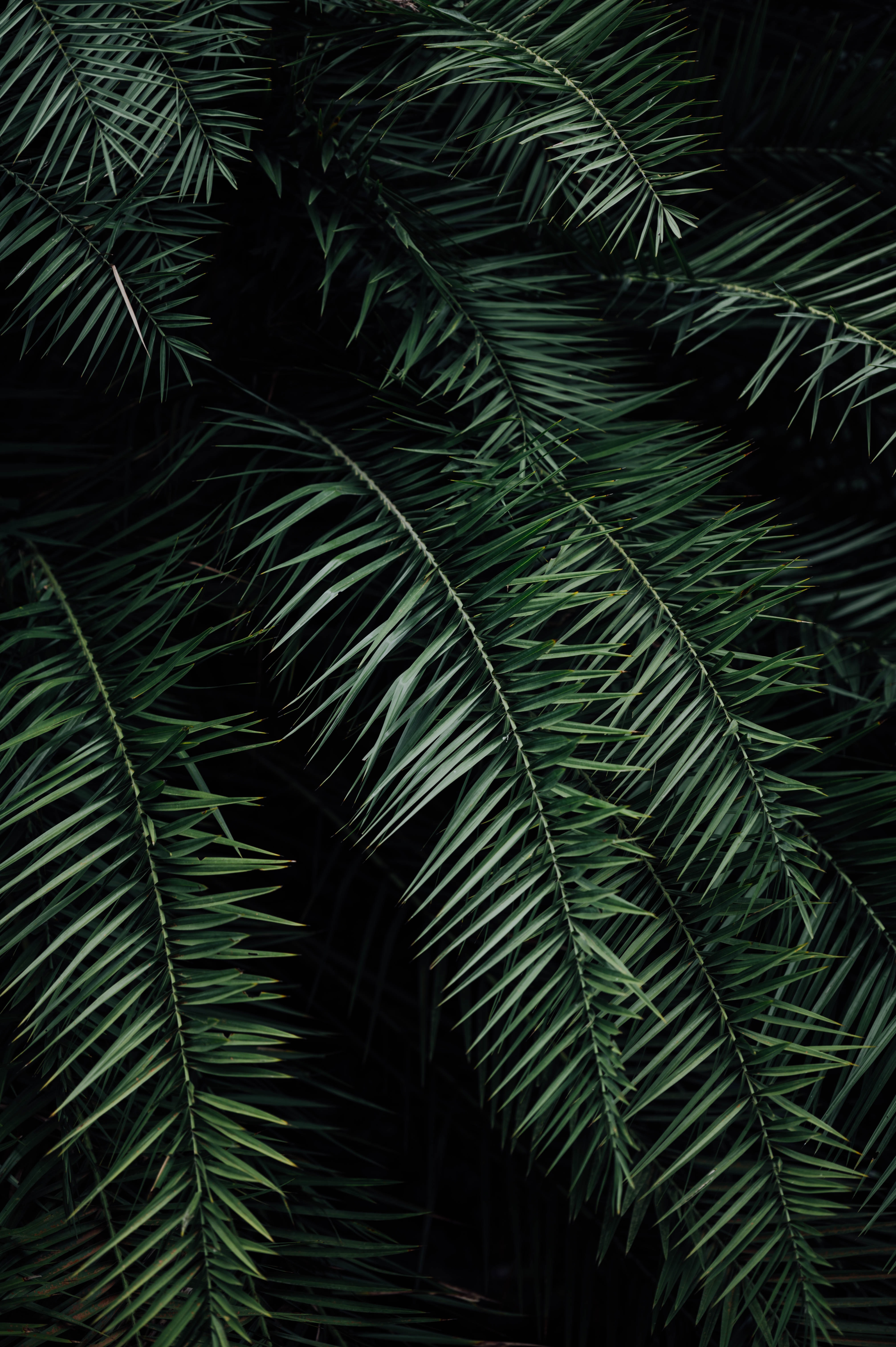 Free download wallpaper Nature, Leaves, Palm, Branches, Dark on your PC desktop