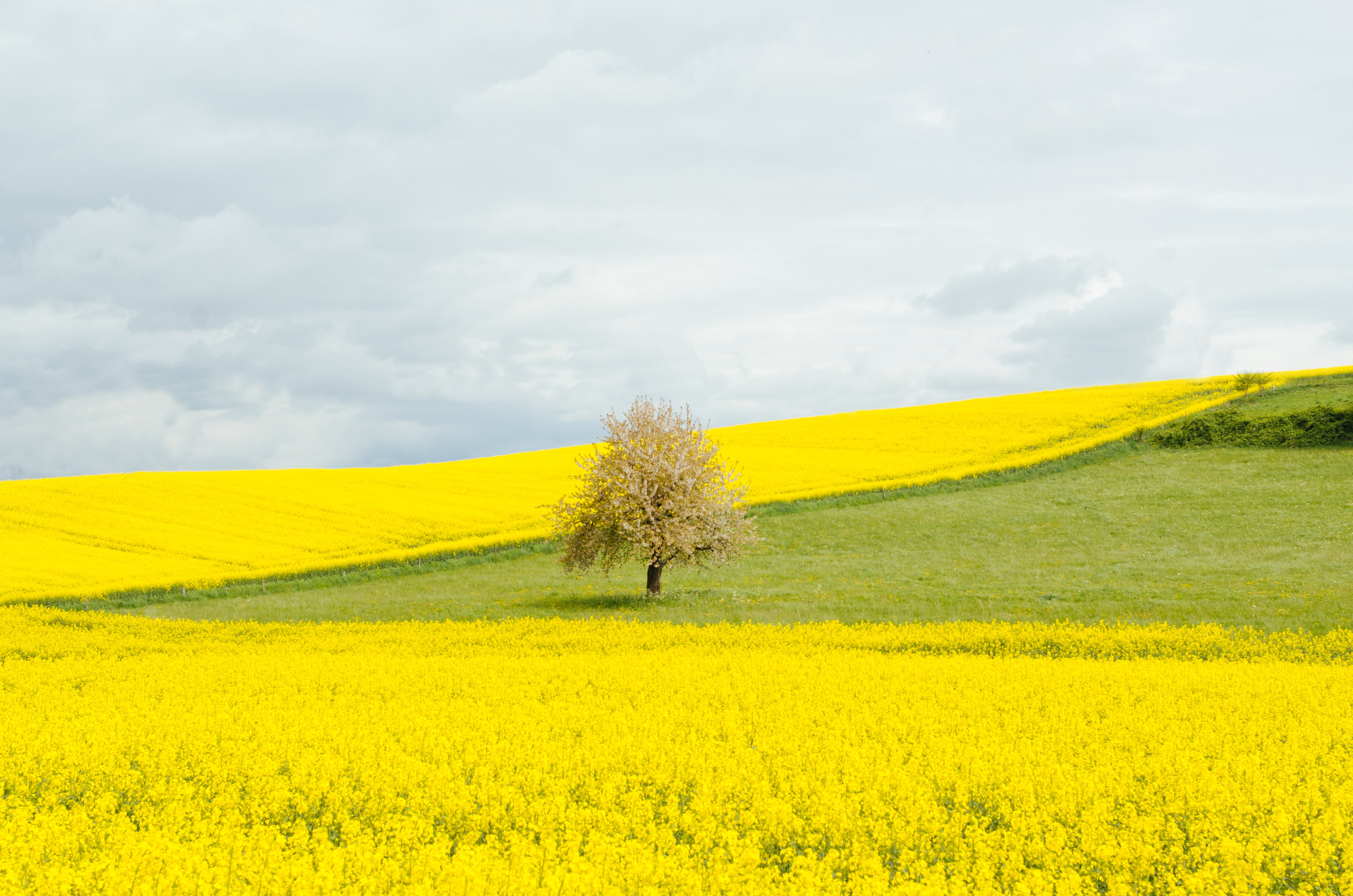Laden Sie das Landschaft, Natur, Blume, Baum, Feld, Gelbe Blume, Erde/natur, Einsamer Baum-Bild kostenlos auf Ihren PC-Desktop herunter