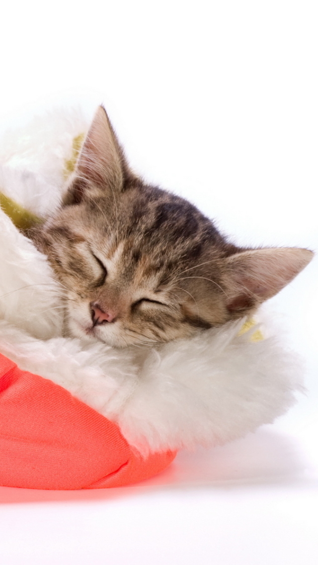 Handy-Wallpaper Tiere, Katzen, Weihnachten, Katze, Kätzchen, Schlafen, Weihnachtsmütze kostenlos herunterladen.