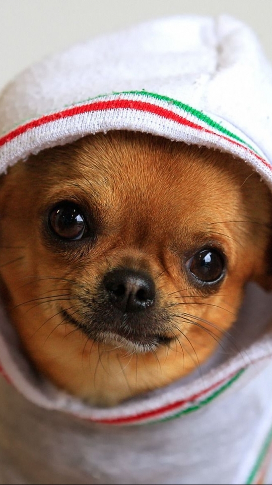 Handy-Wallpaper Chihuahua, Hunde, Hund, Tiere kostenlos herunterladen.