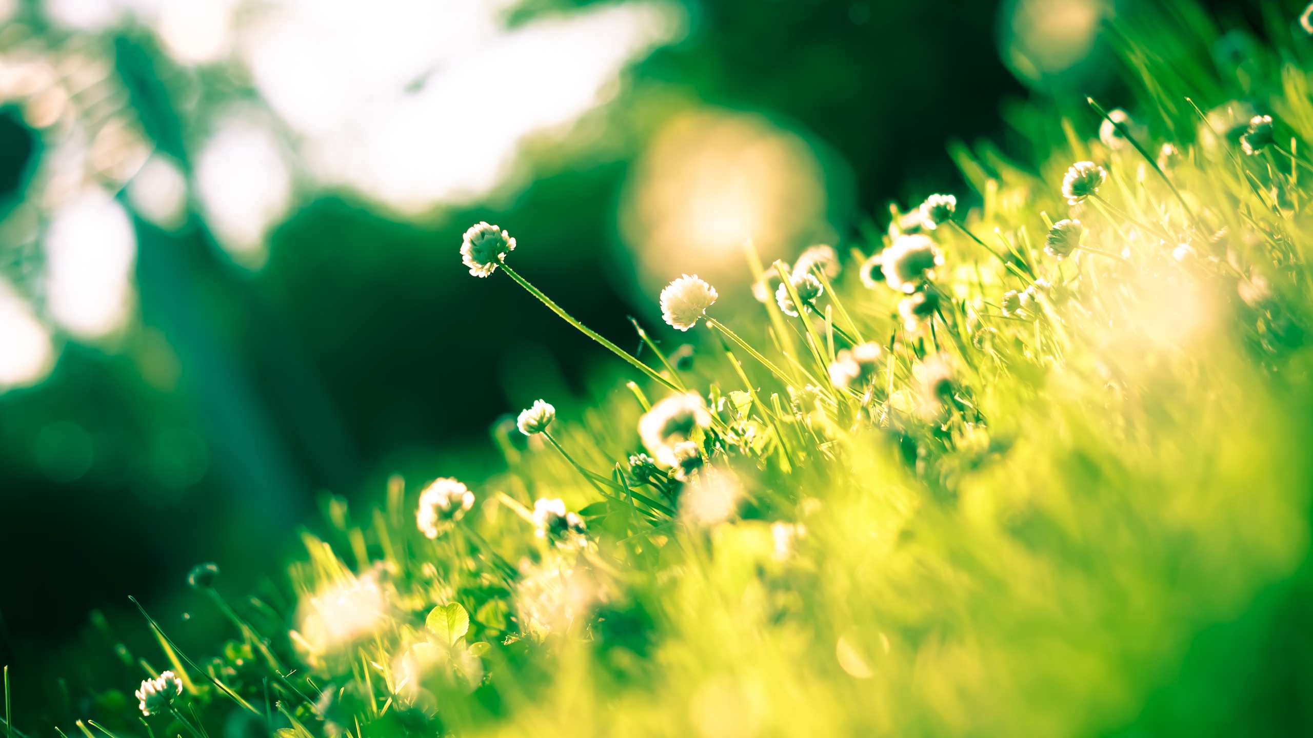 Free download wallpaper Summer, Earth, Clover, White Clover on your PC desktop