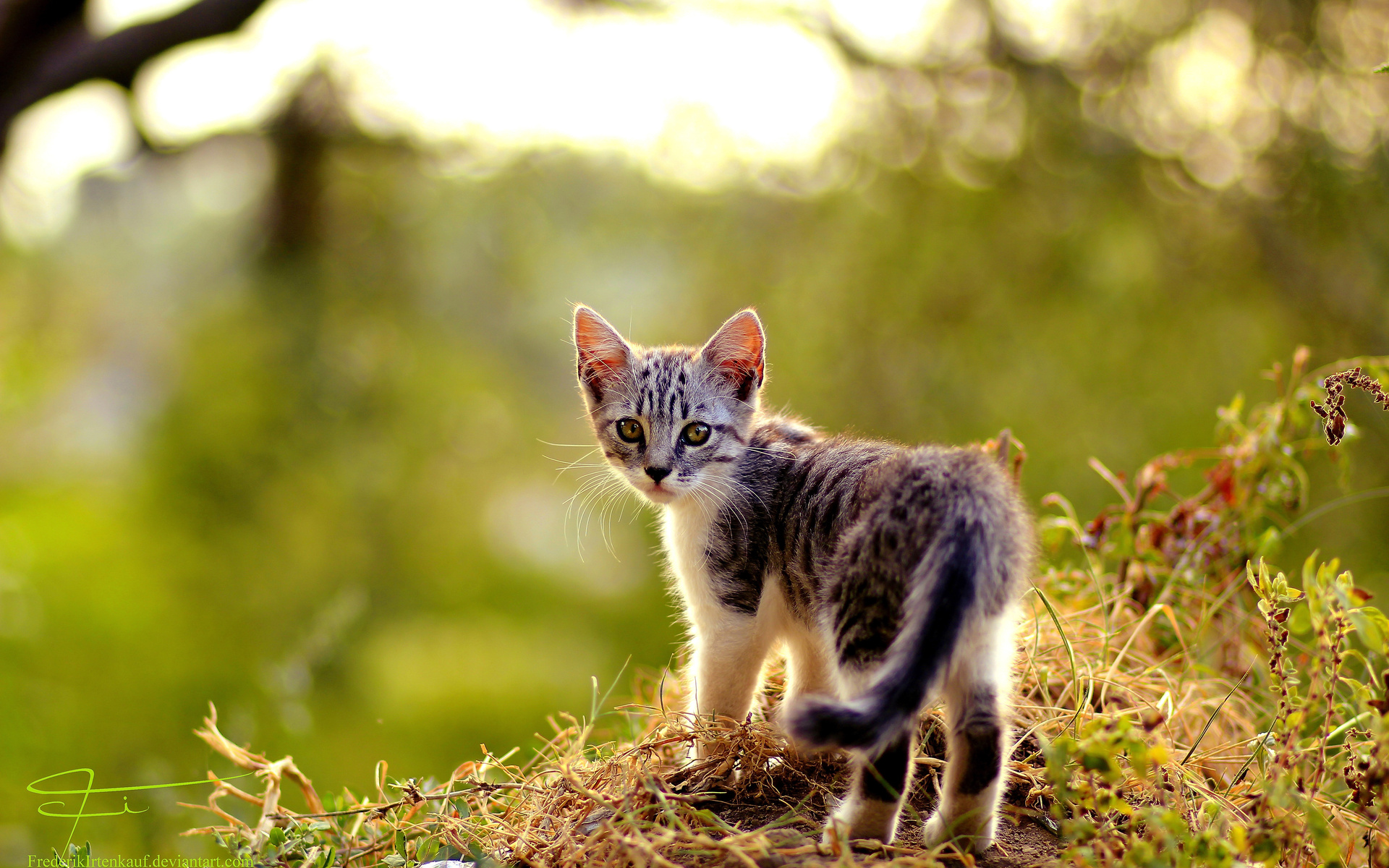 Handy-Wallpaper Tiere, Katze kostenlos herunterladen.