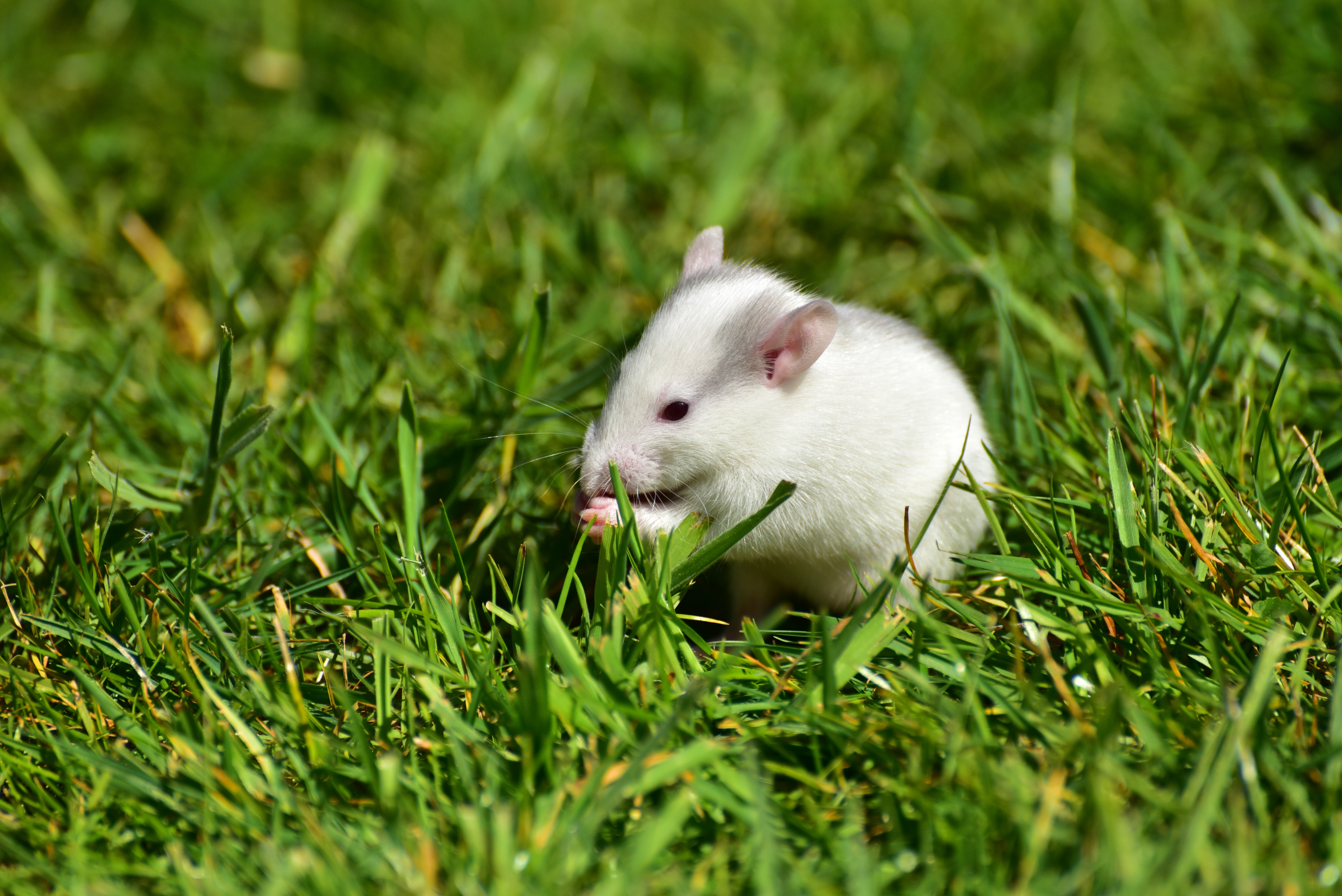 751162 télécharger l'image animaux, rat, souris, rongeur - fonds d'écran et économiseurs d'écran gratuits